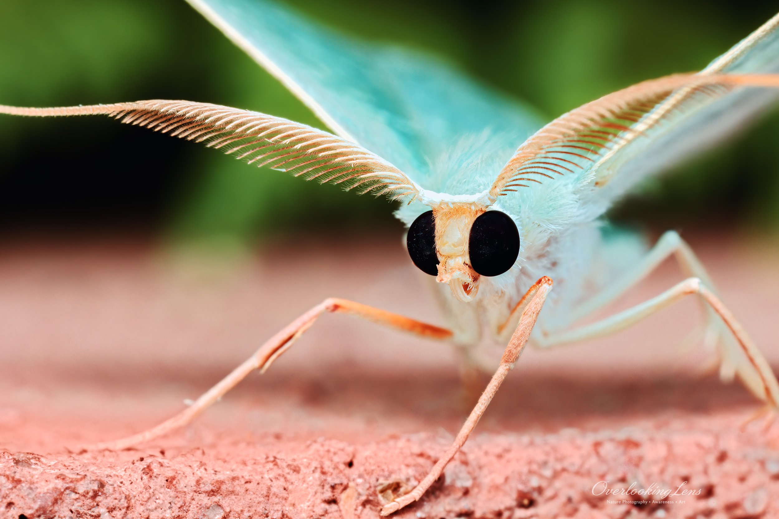 Emerald Pearl Moth 