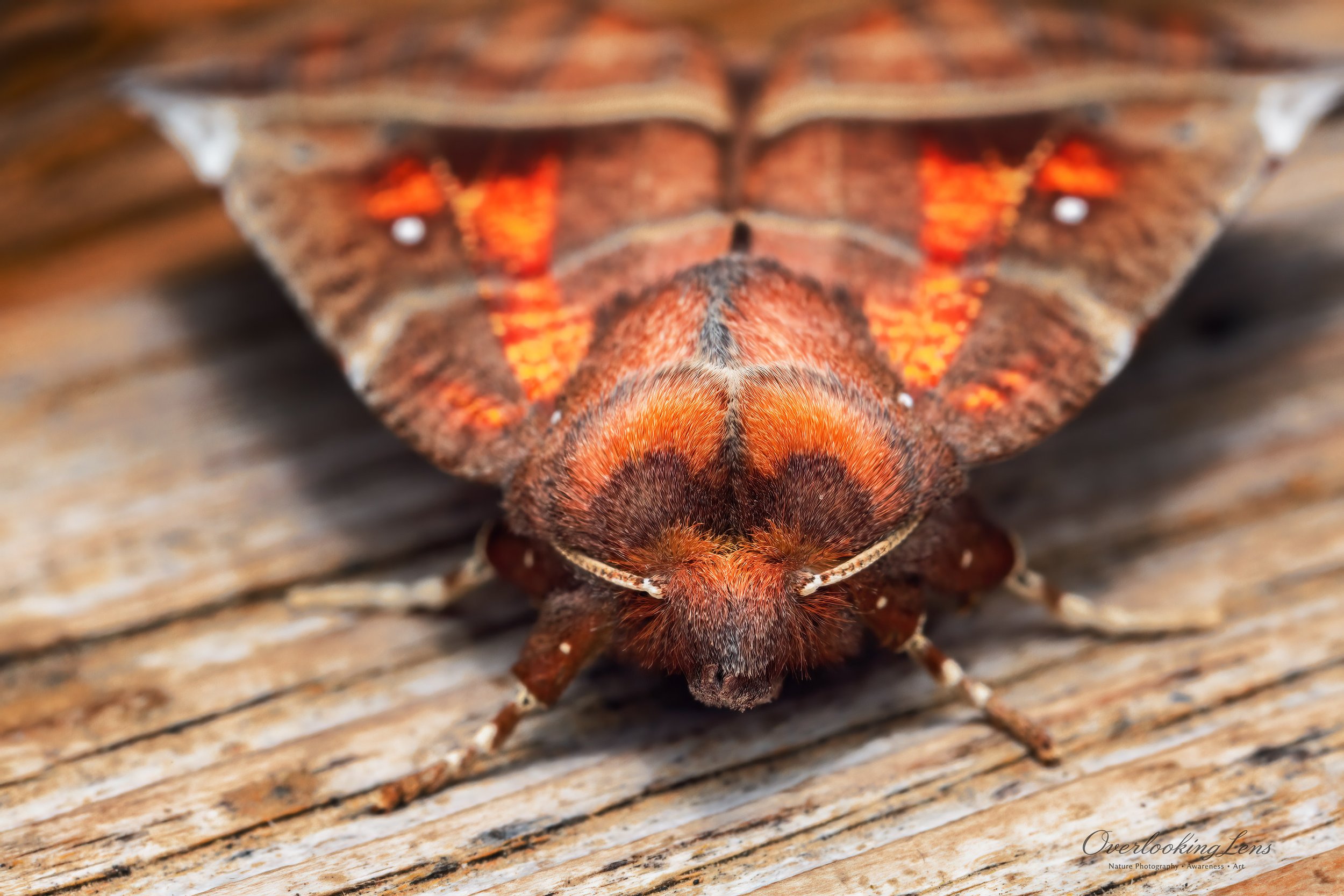 Herald Moth