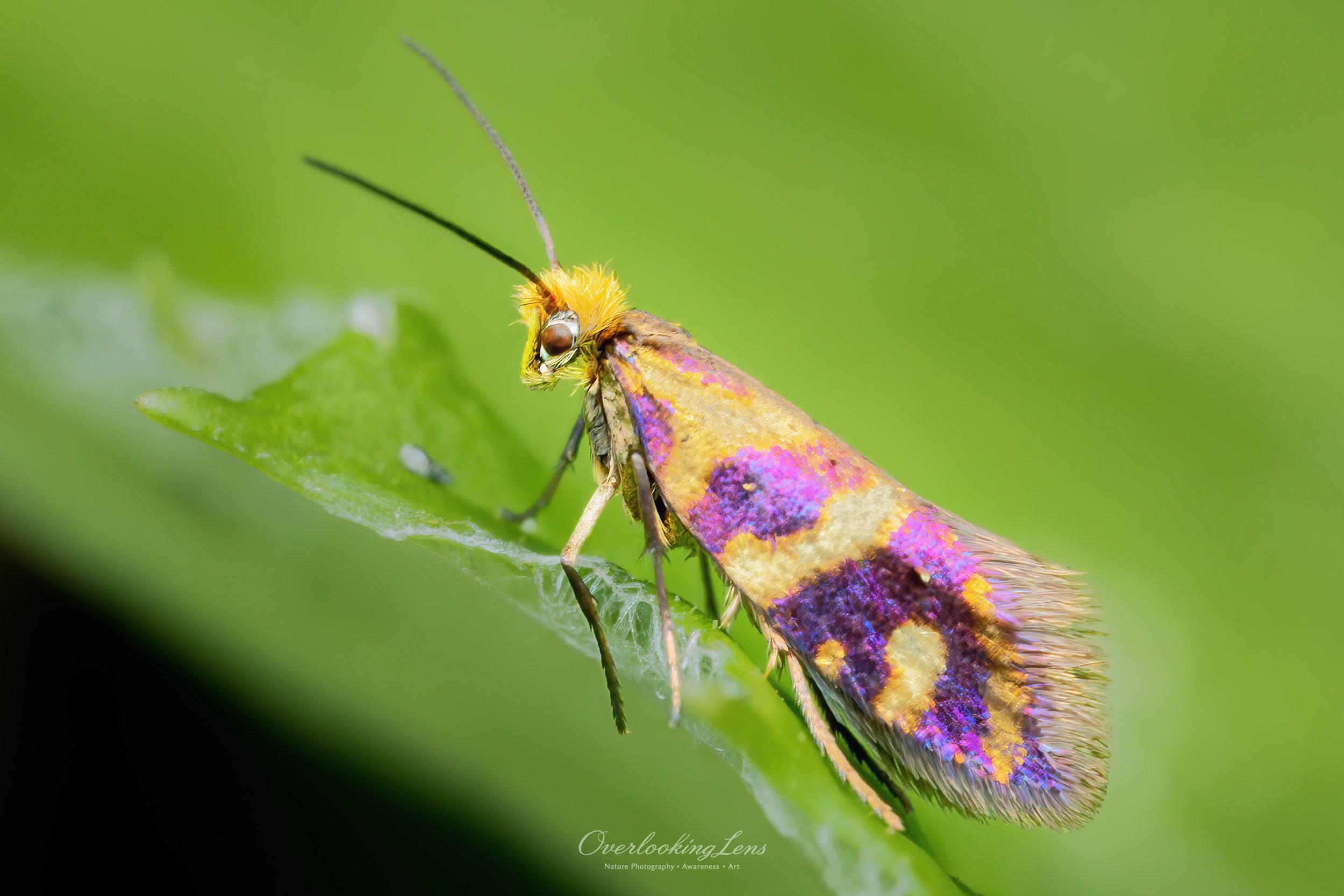 Marsh Marigold Moth 