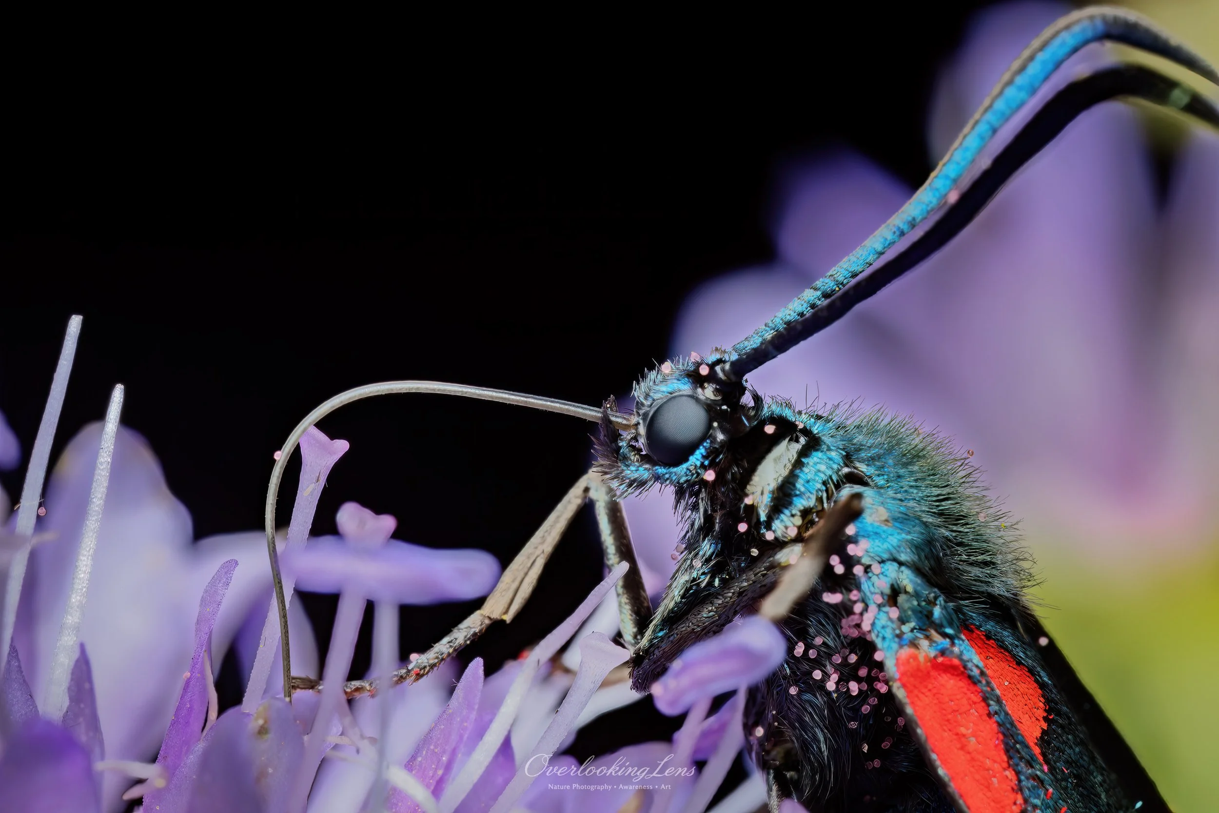 Insektenporträt: ein Alpen-Widderchen aus Österreich.