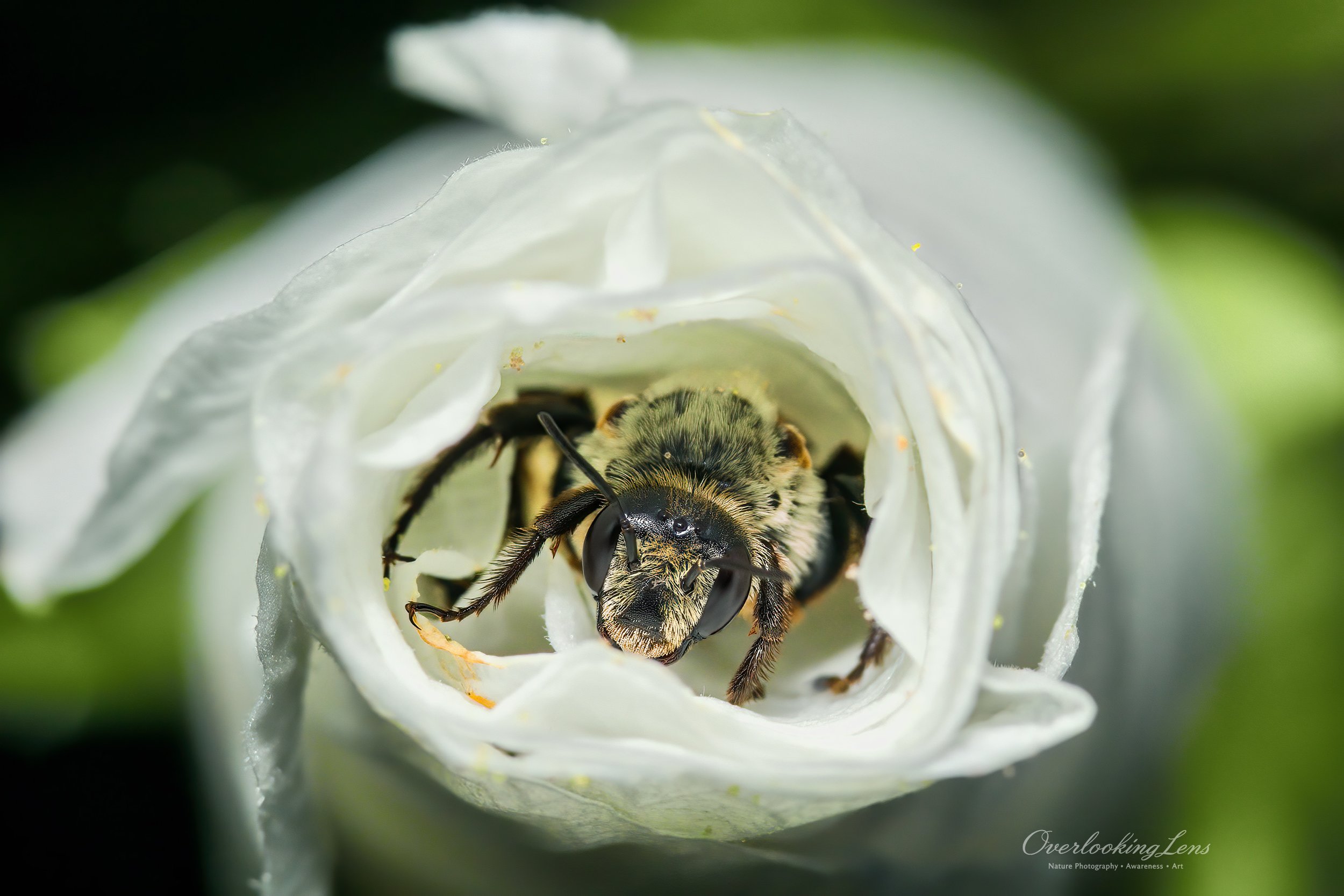Blueberry Bumble Bee 