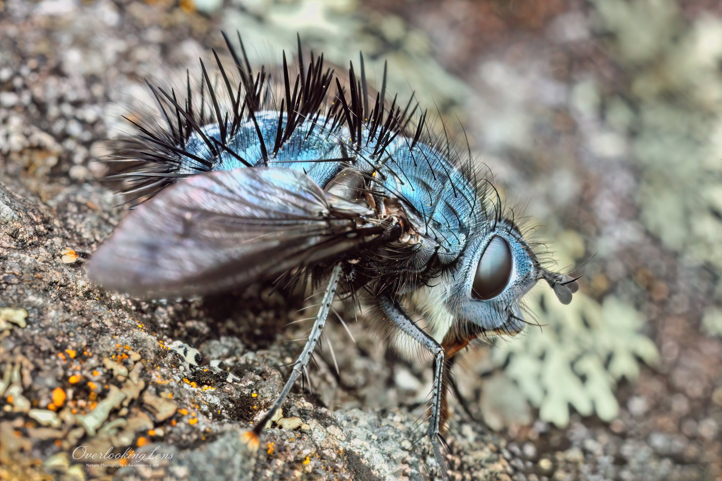 Blue Tachinid Fly 