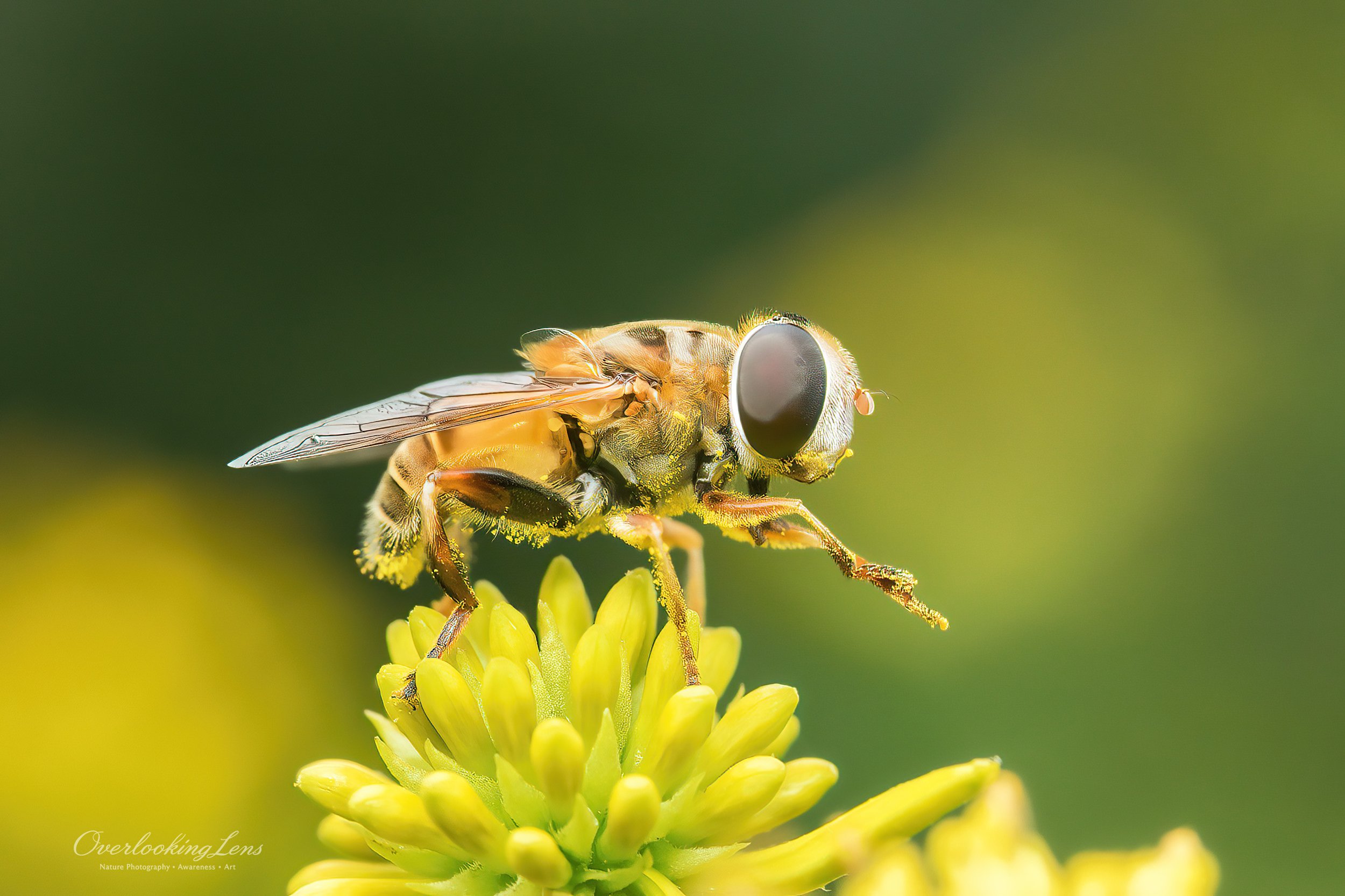 Drone Fly 