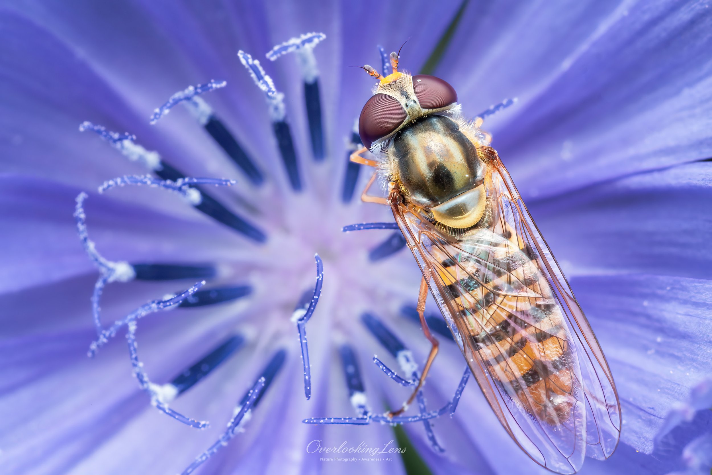 Hairy Eyed Flower Fly 