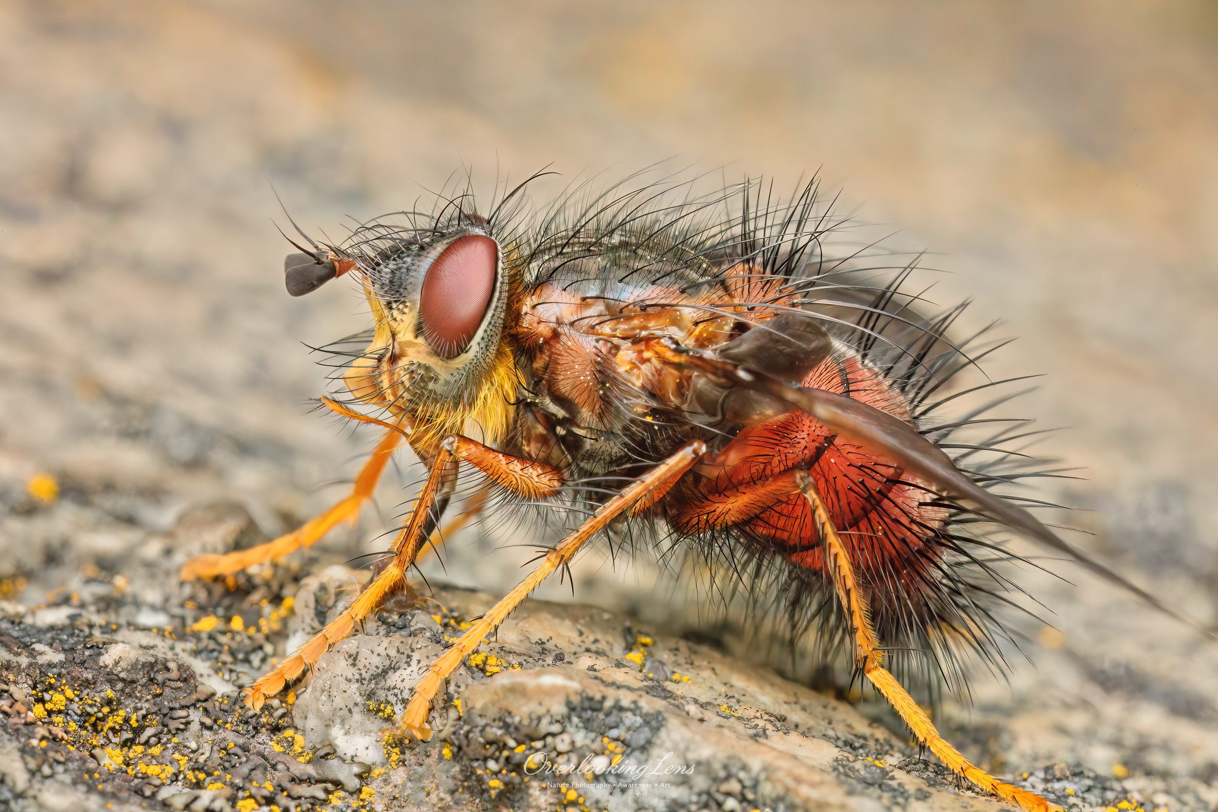 Red Tachinid Fly 