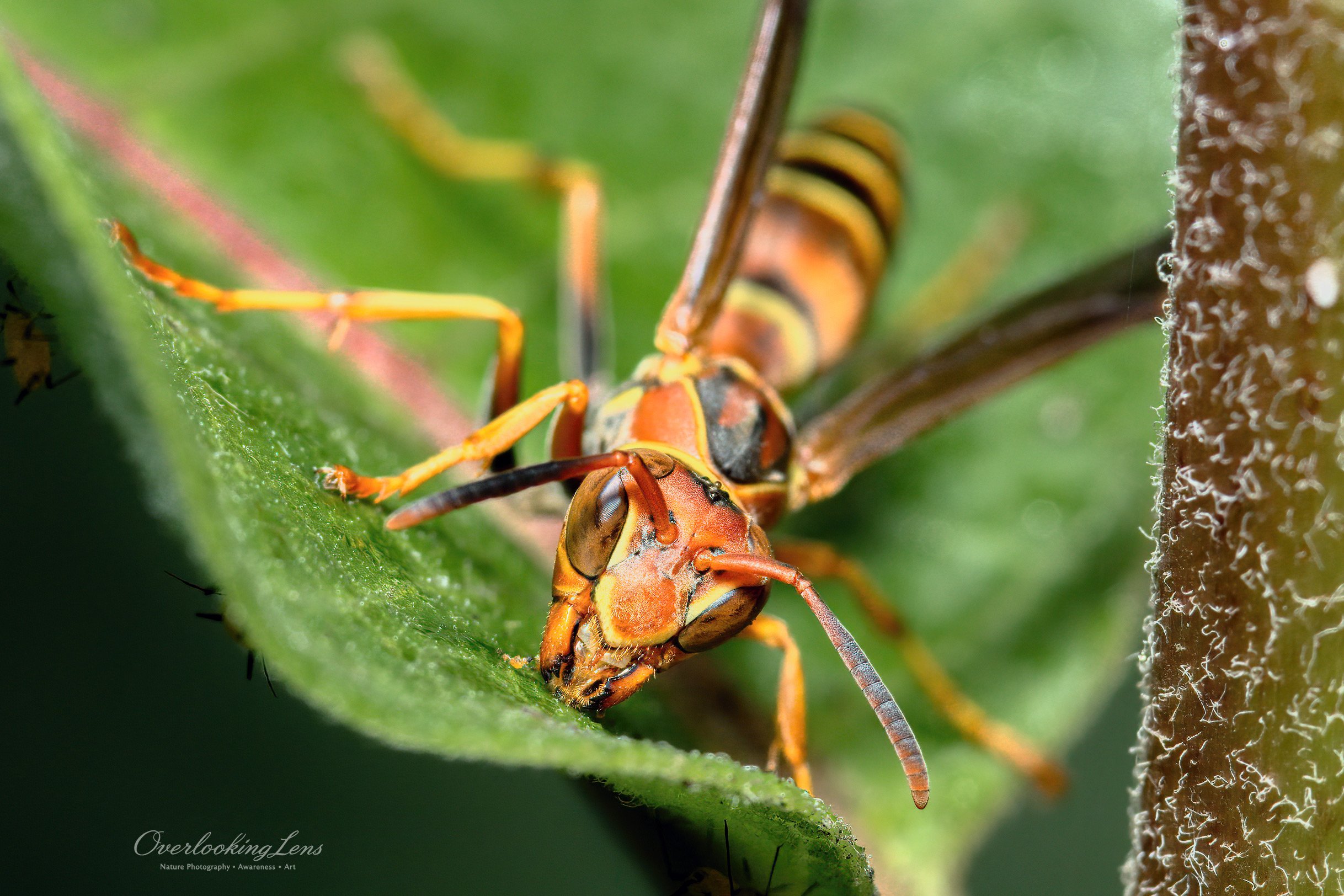 Red Paper Wasp