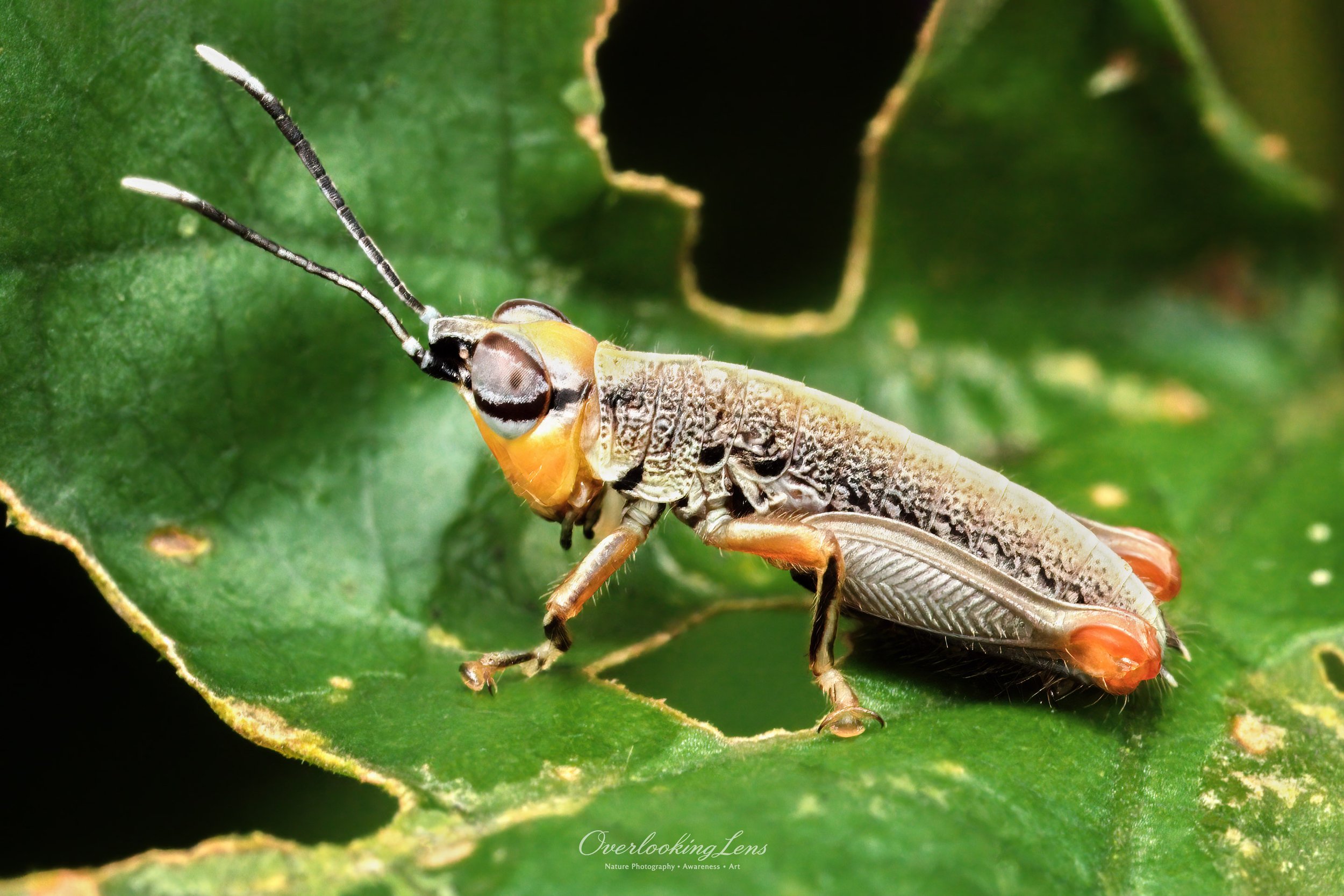 Spectacled Short-horned Grasshopper