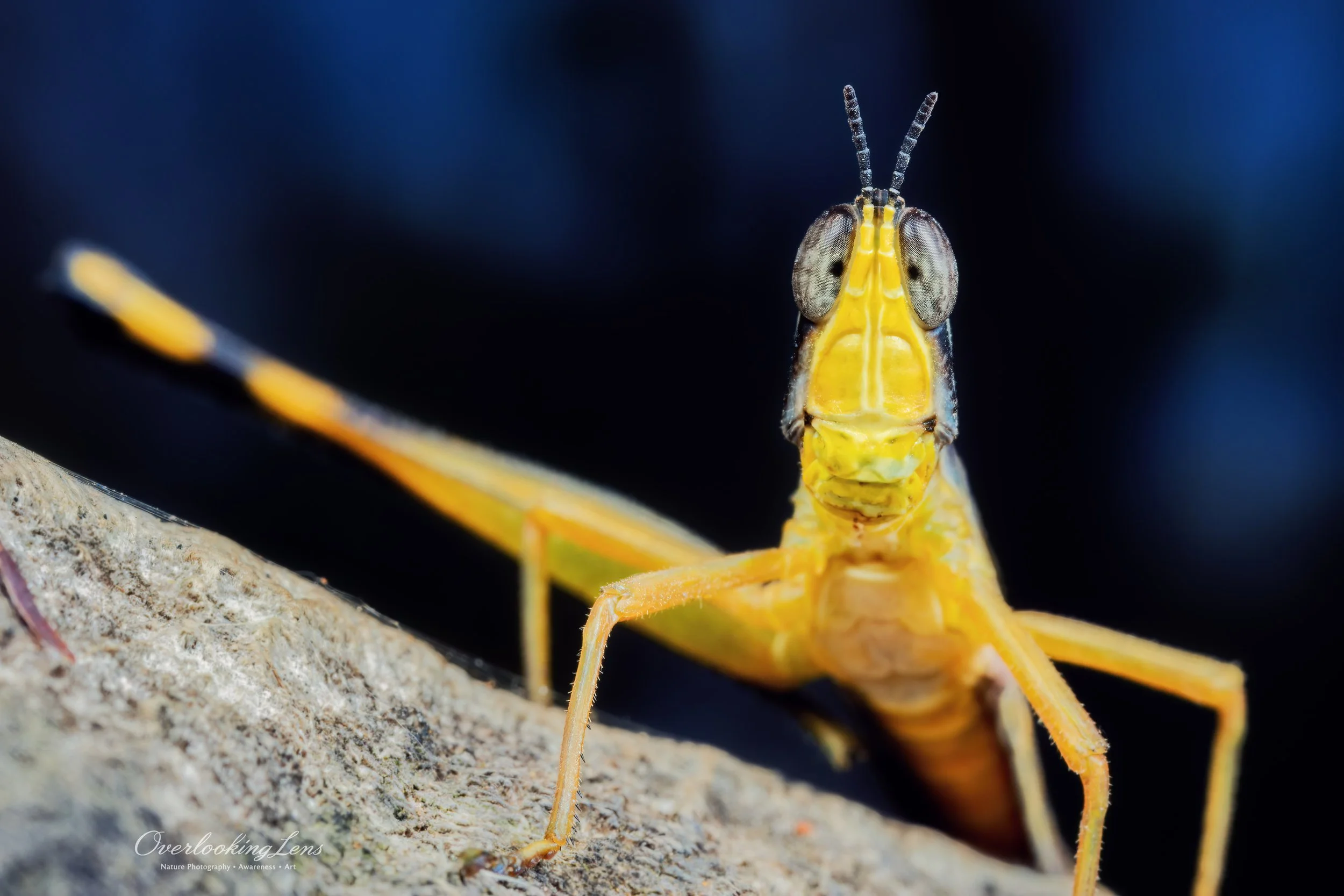Monkey Grasshopper, (Eumastax Equatoriana) Bonito, Mato Grosso do Sul, Brasil
