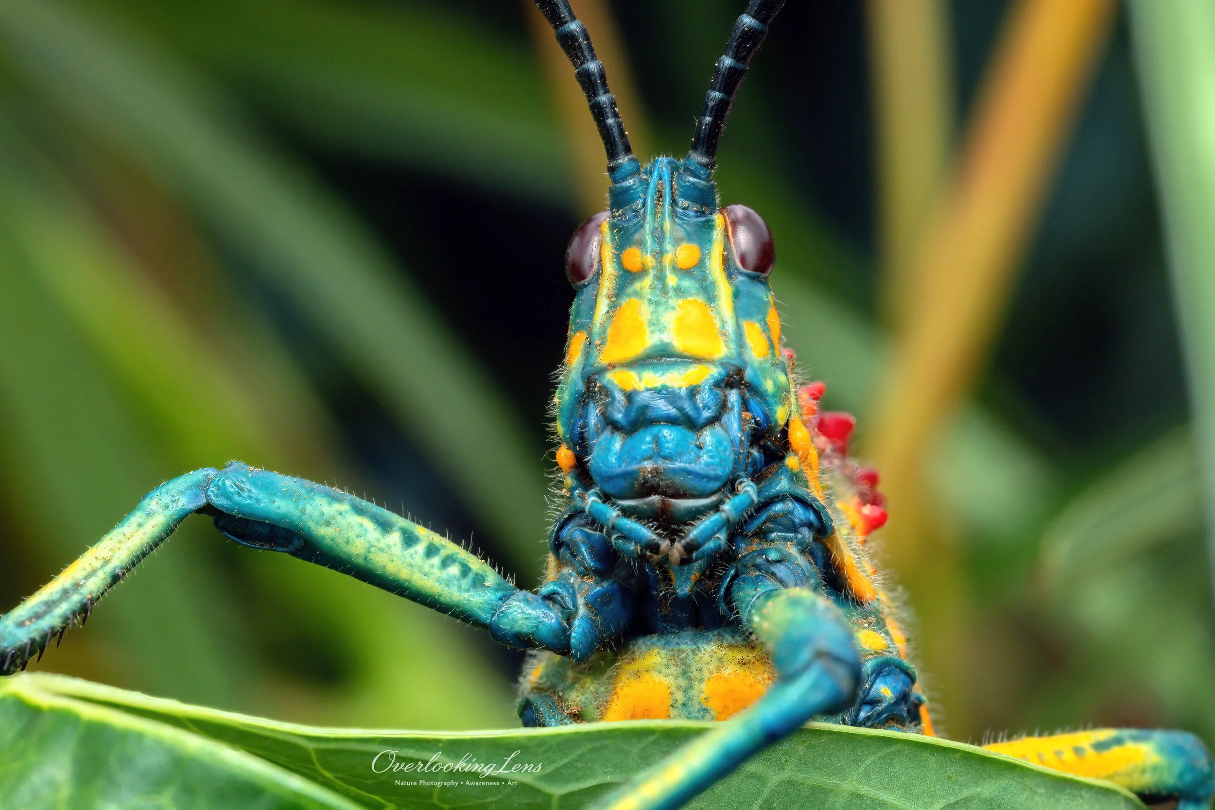 Fine-Art-Makrofotografie einer Rainbow Milkweed Locust (Phymateus saxosus) in Anja, Mandrarano, Madagaskar, mit leuchtenden Farben und markanten Details.