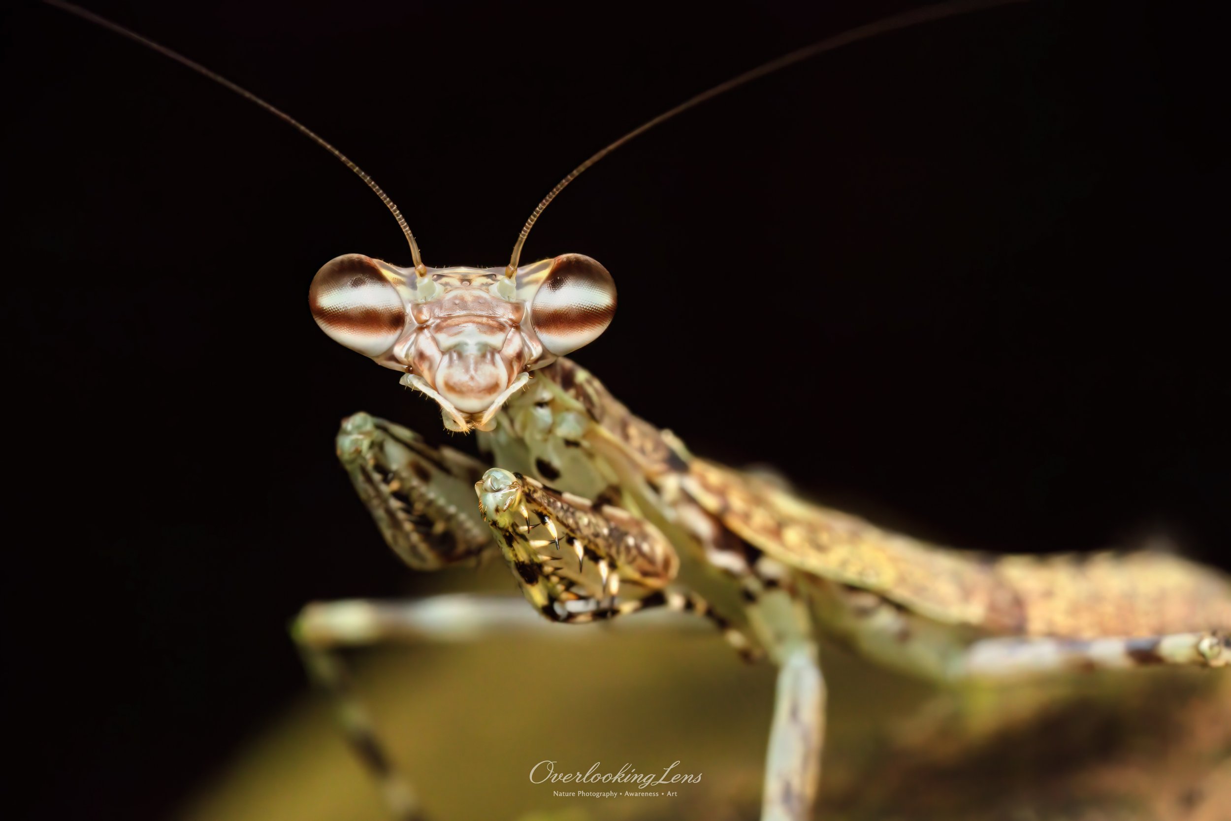 Mayan Lichen Mantis 