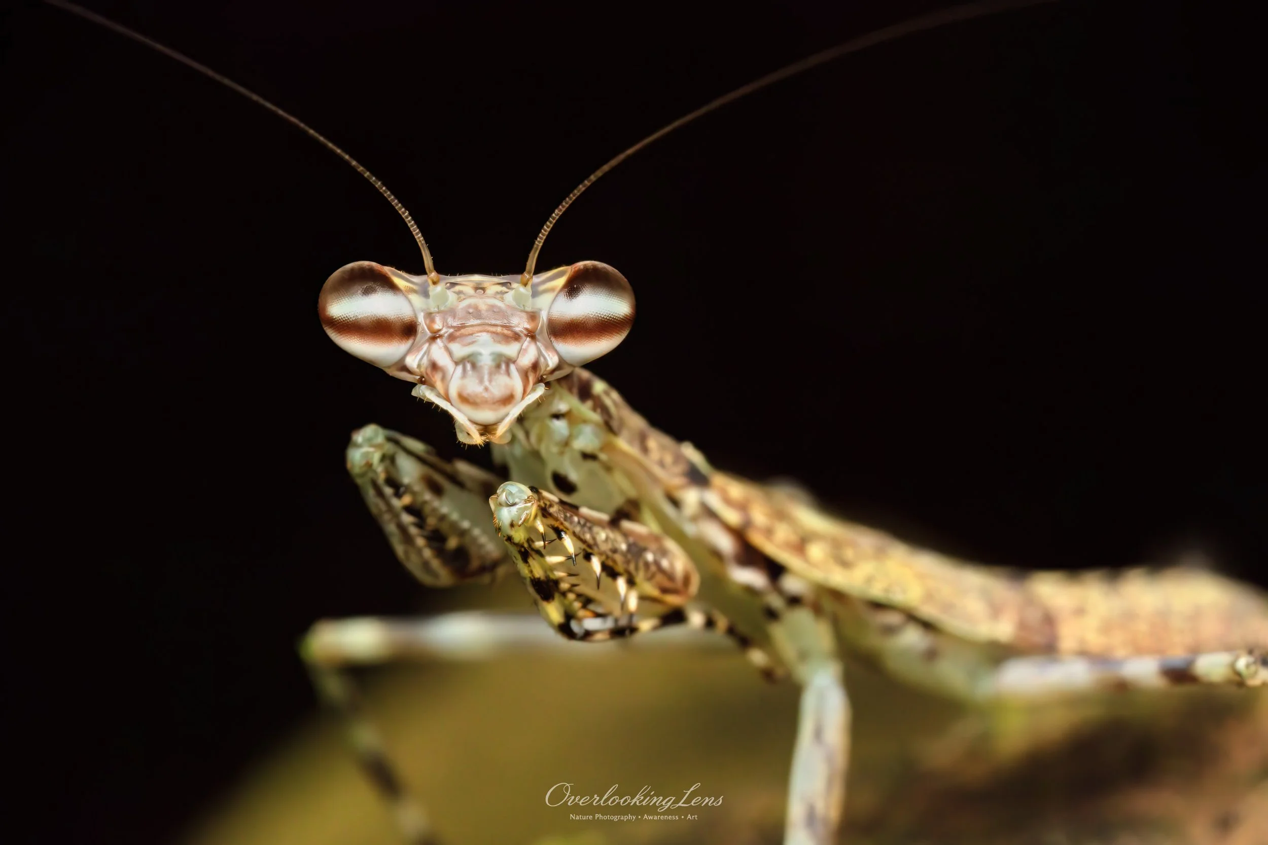 Mantids, Stick Insects & Antlions — Overlooking Lens | Fine Art Nature ...