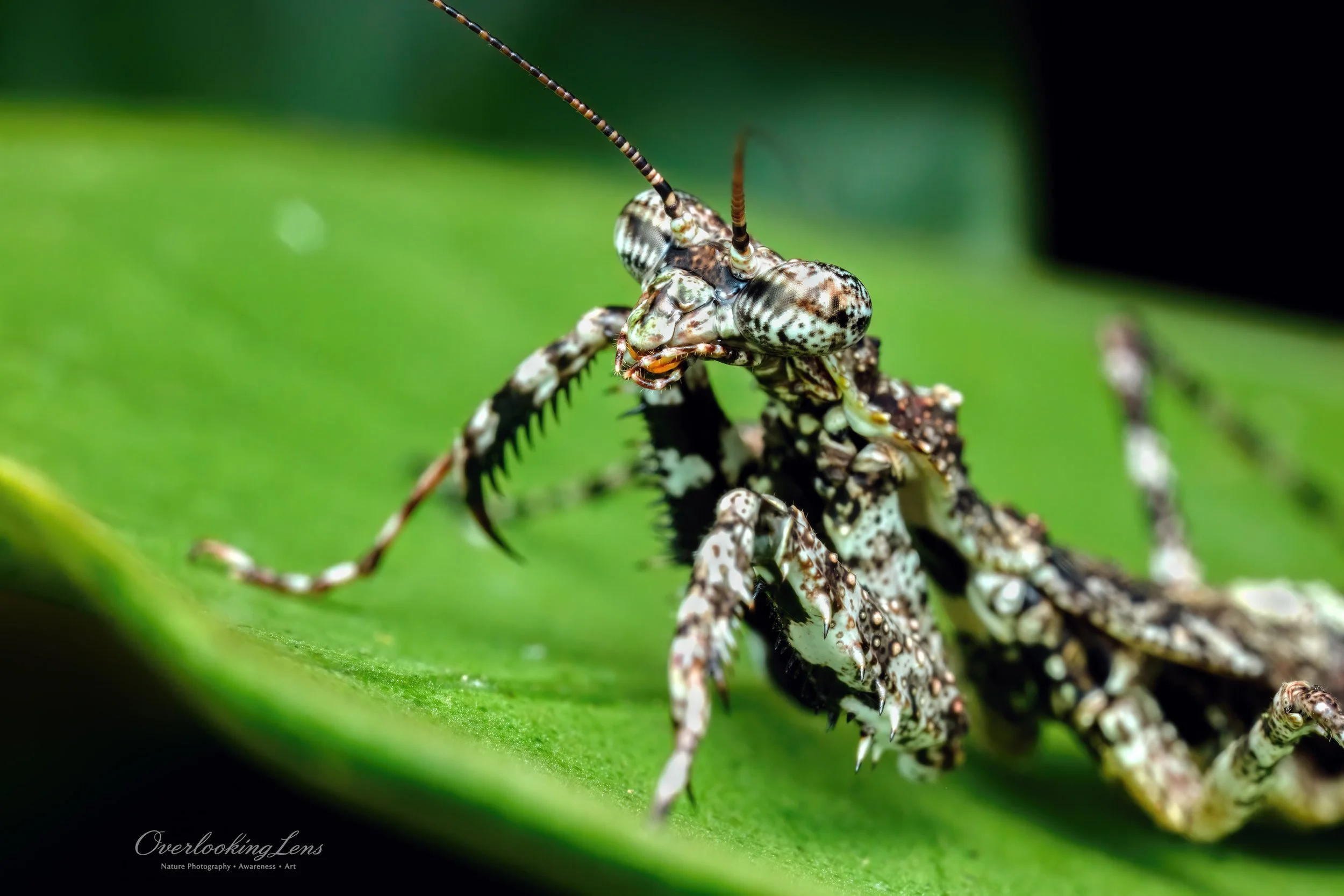 Fine-Art-Makrofotografie einer Spotted Praying Mantis (Liturgusella malagassa) in Ranomafana, Madagaskar, mit feinen Texturen und Tarnungsdetails.
