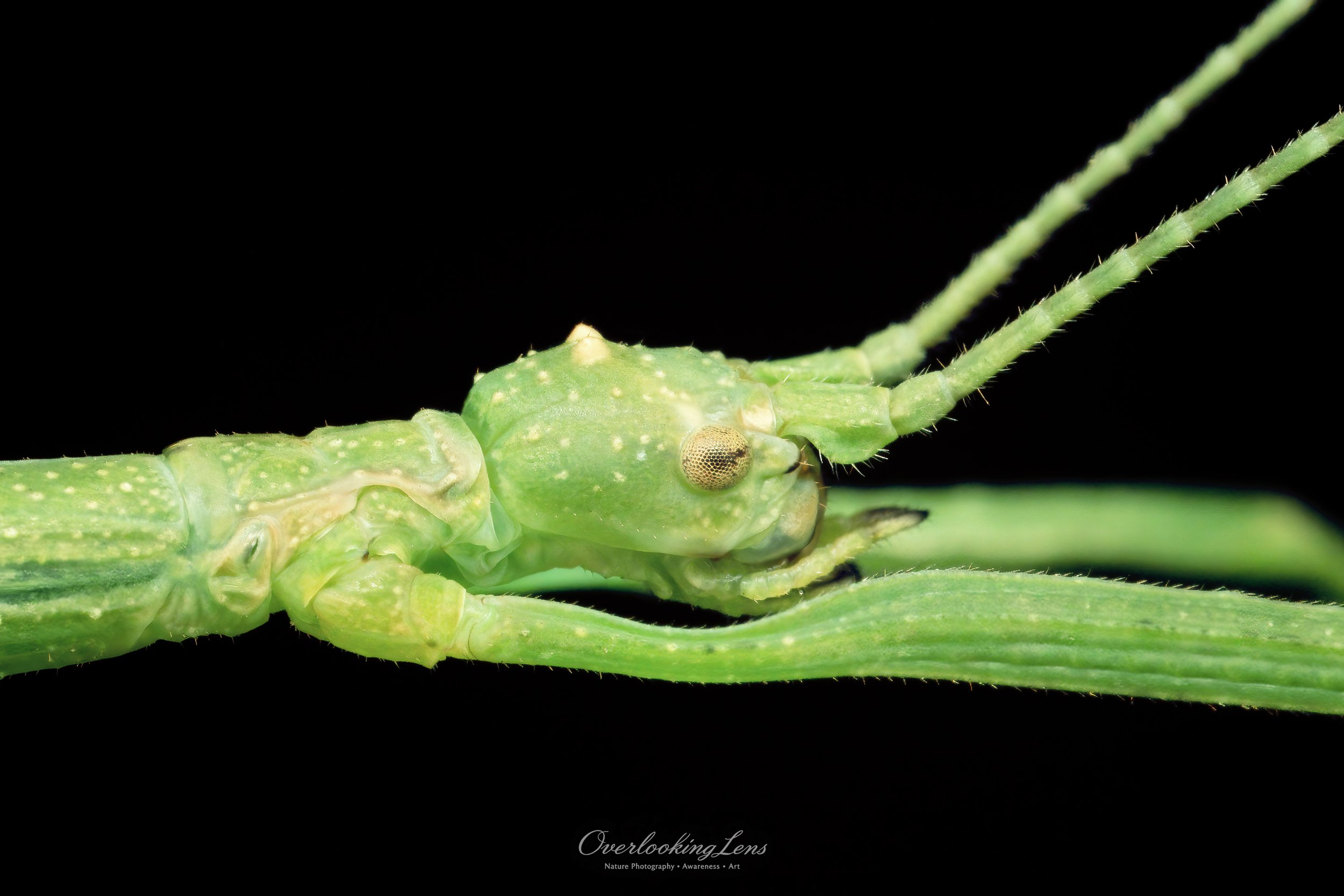 Green Stick Insect