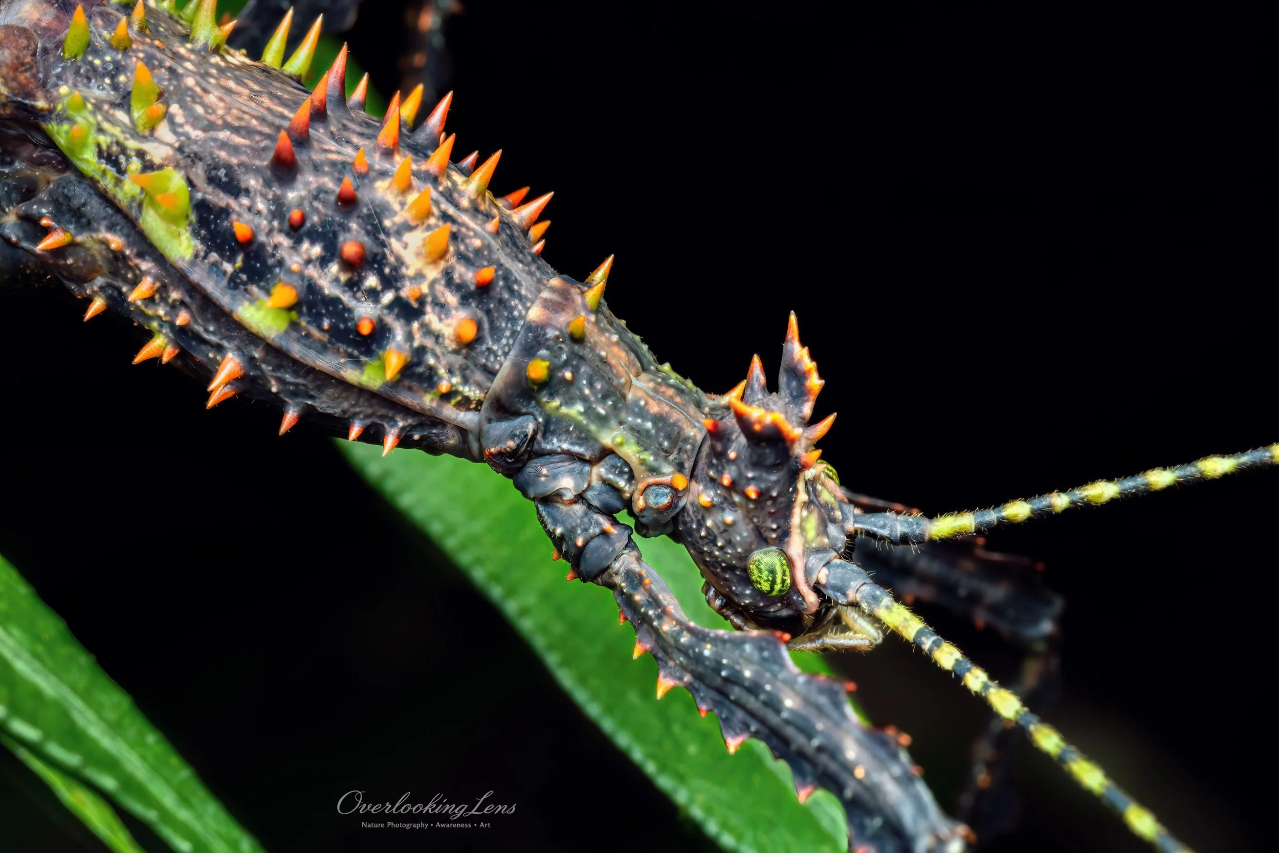 Insektenporträt: Stachel-Stabschrecke.