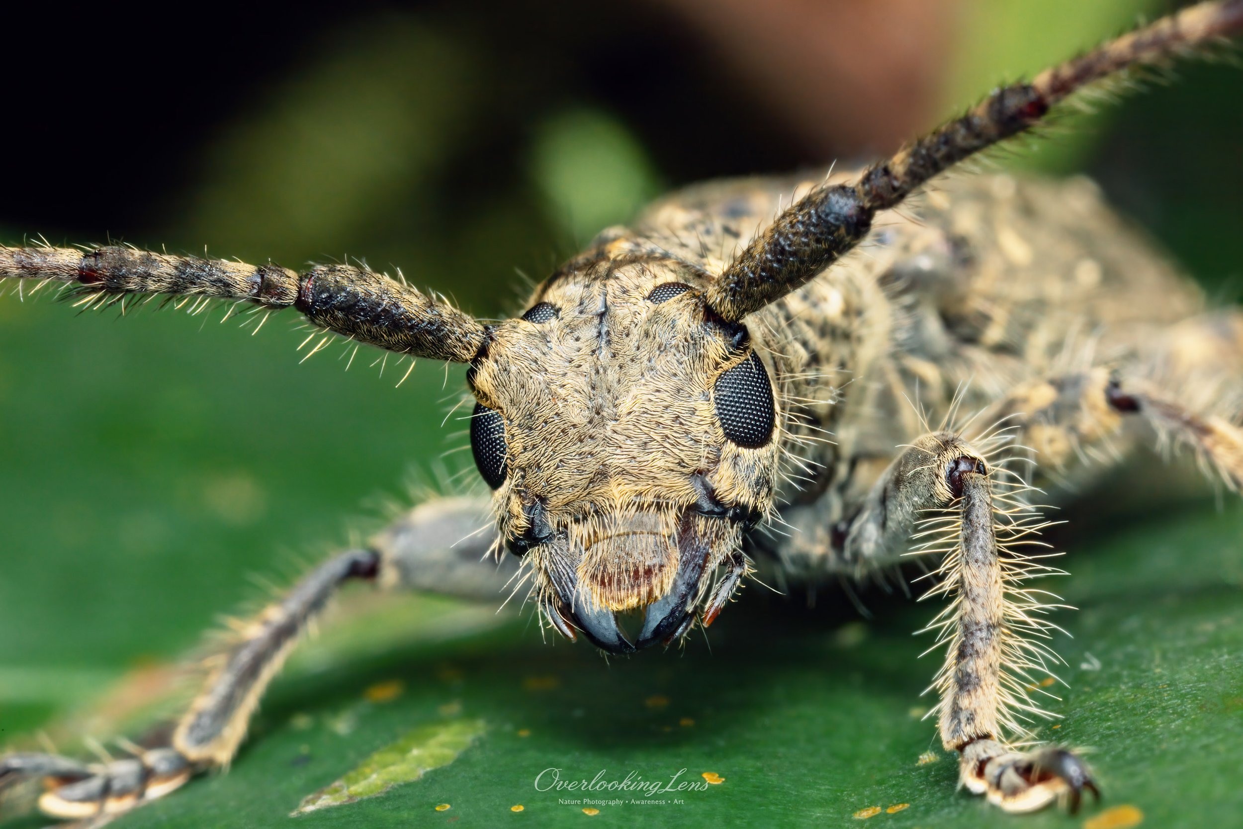 Clouded Longhorn Beetle