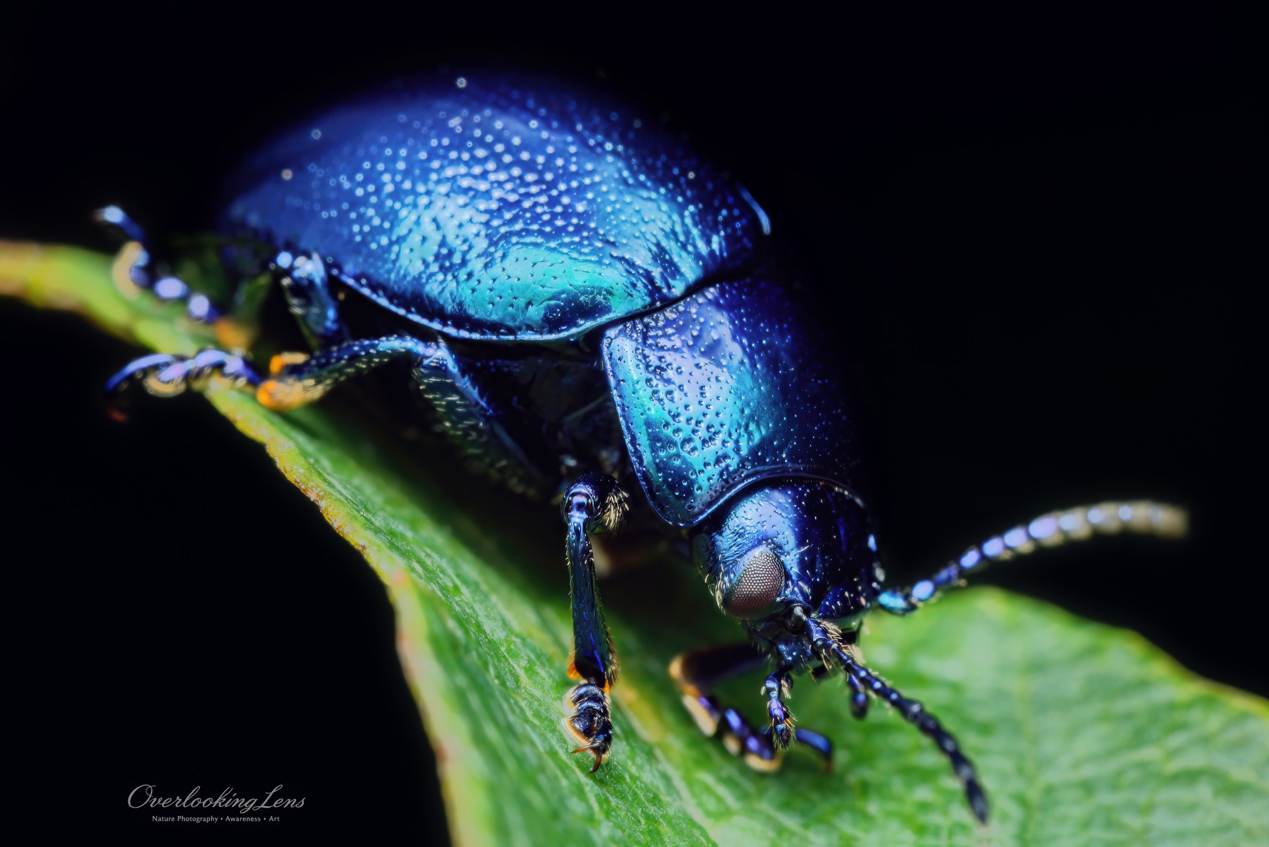 Mint Beetle