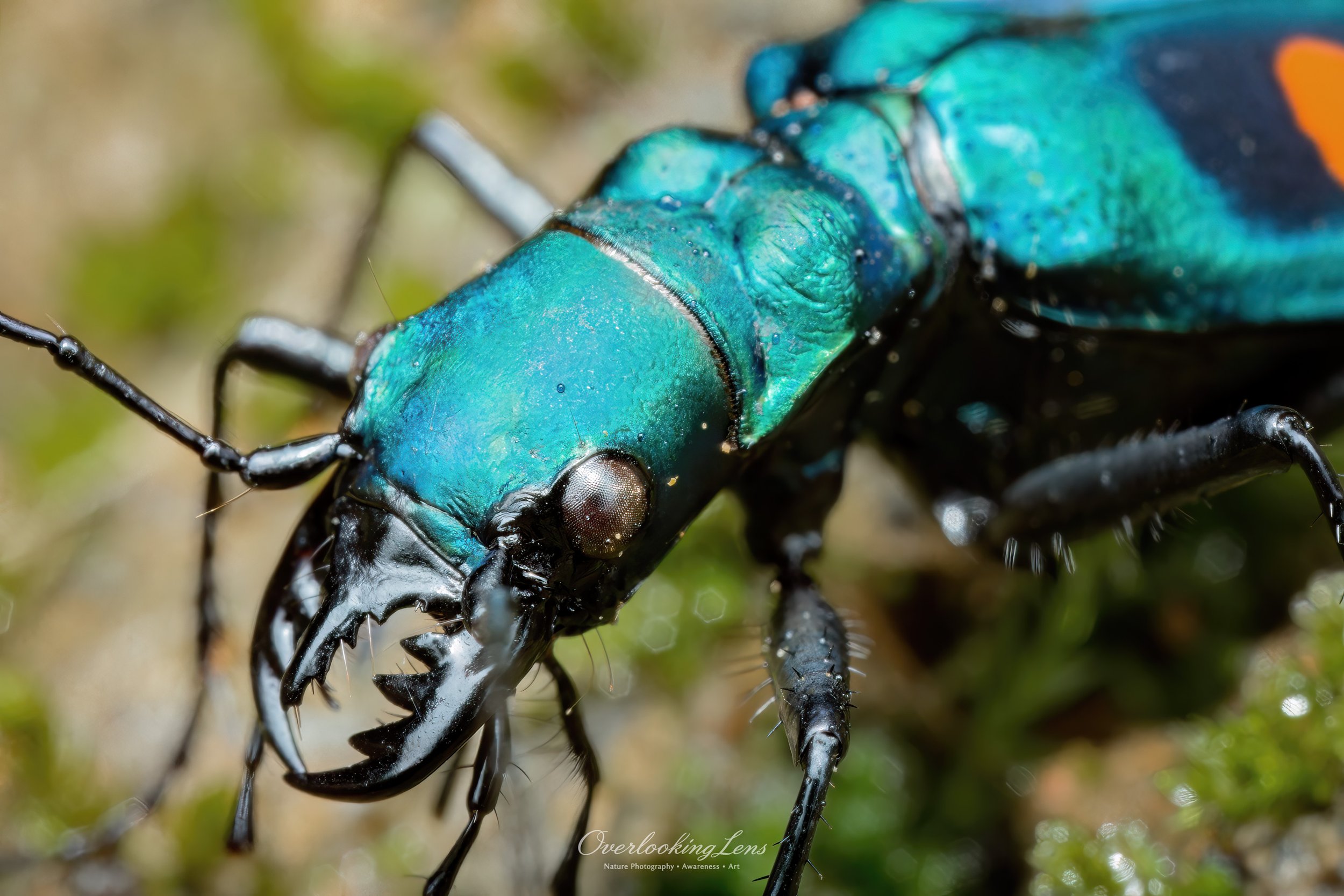 Montane Tiger Beetle