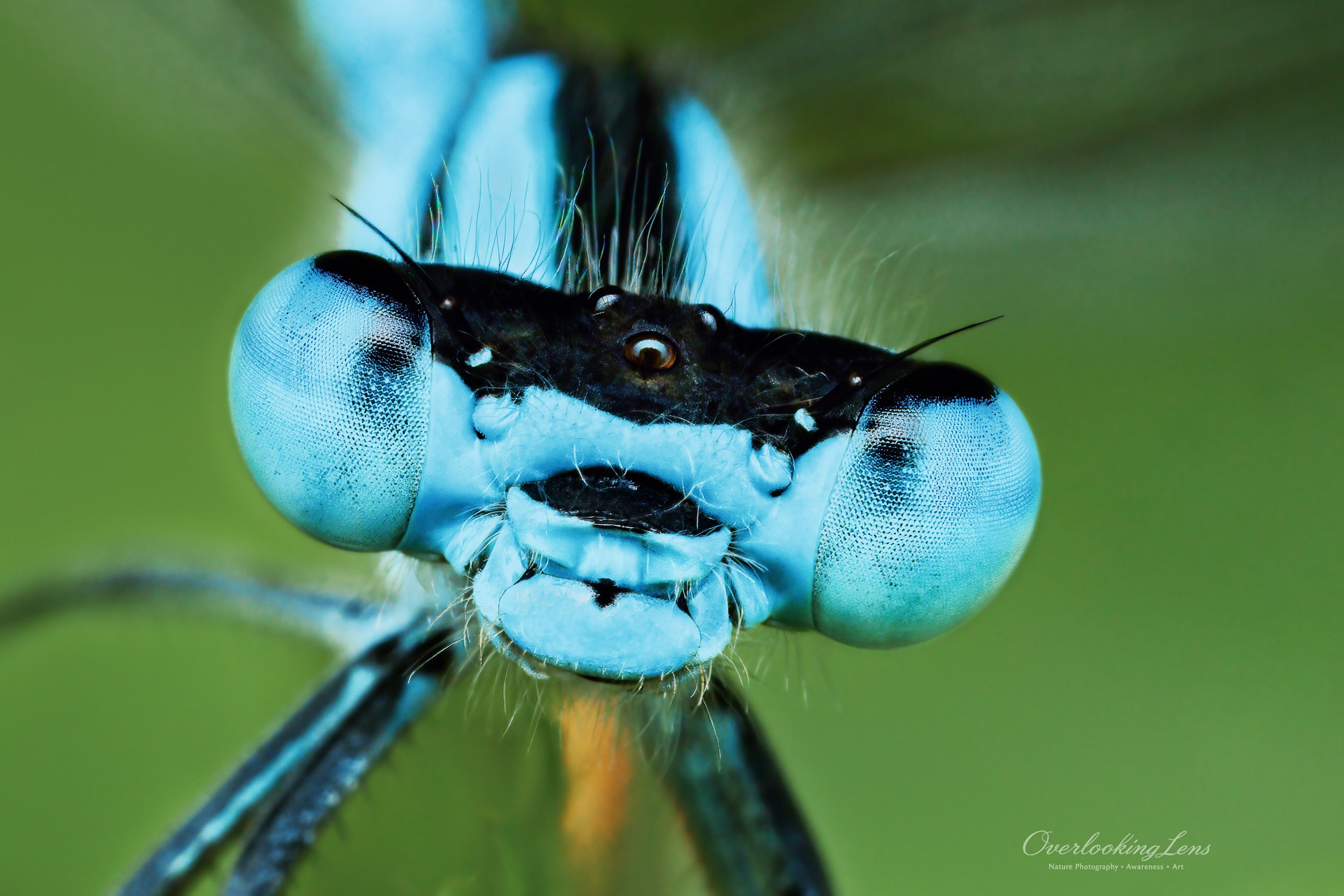 Blue Damselfly