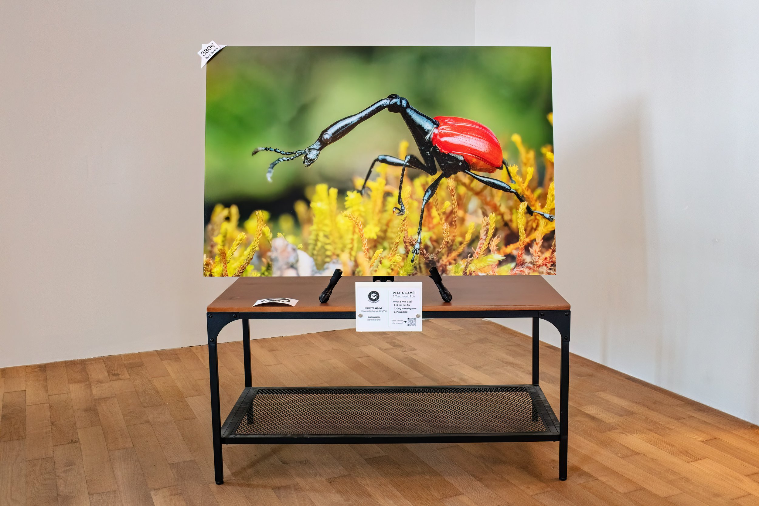 Giraffe Weevil (Ranomafana, Madagascar)