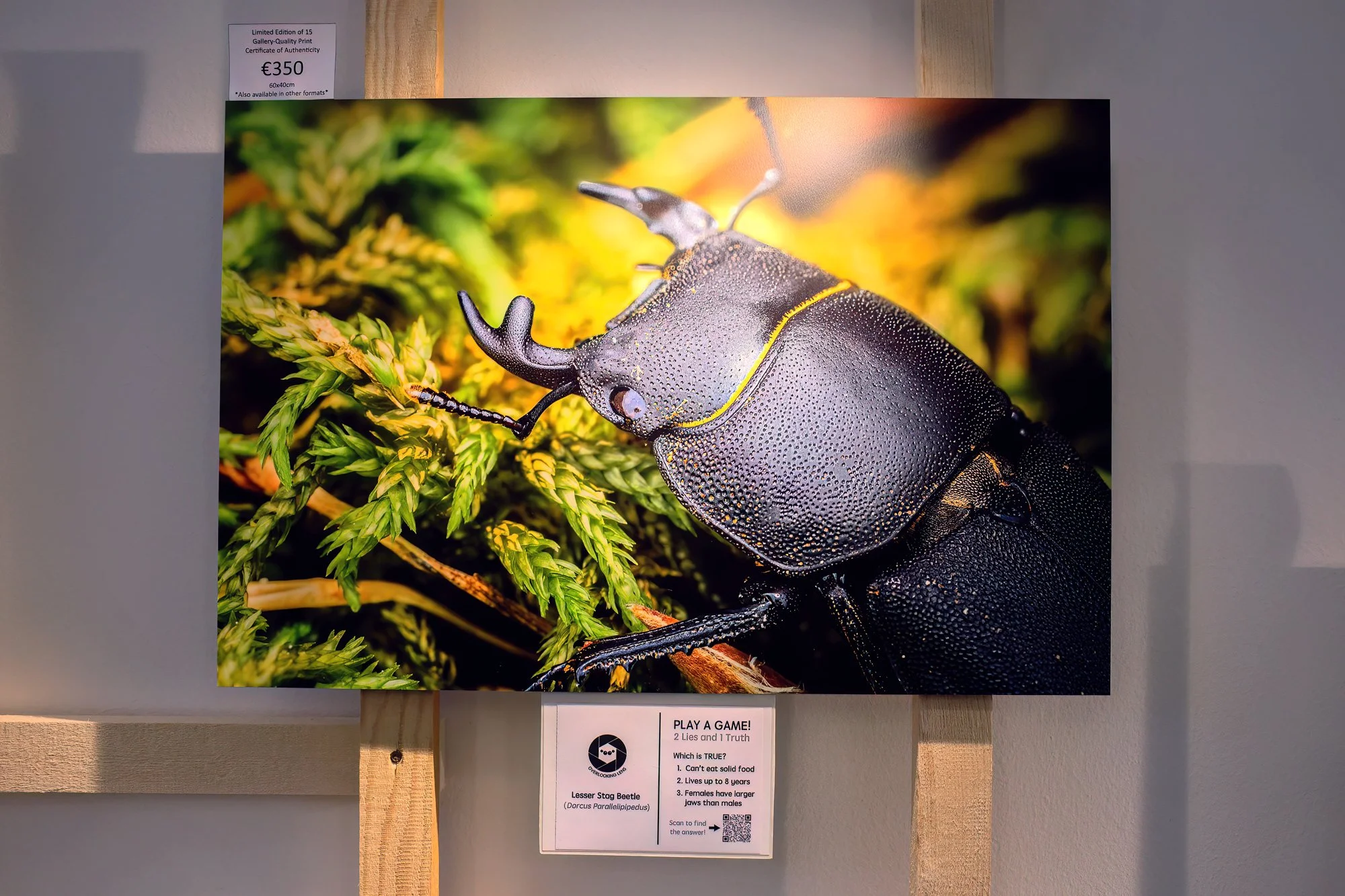 Final wall installation INFF 2025