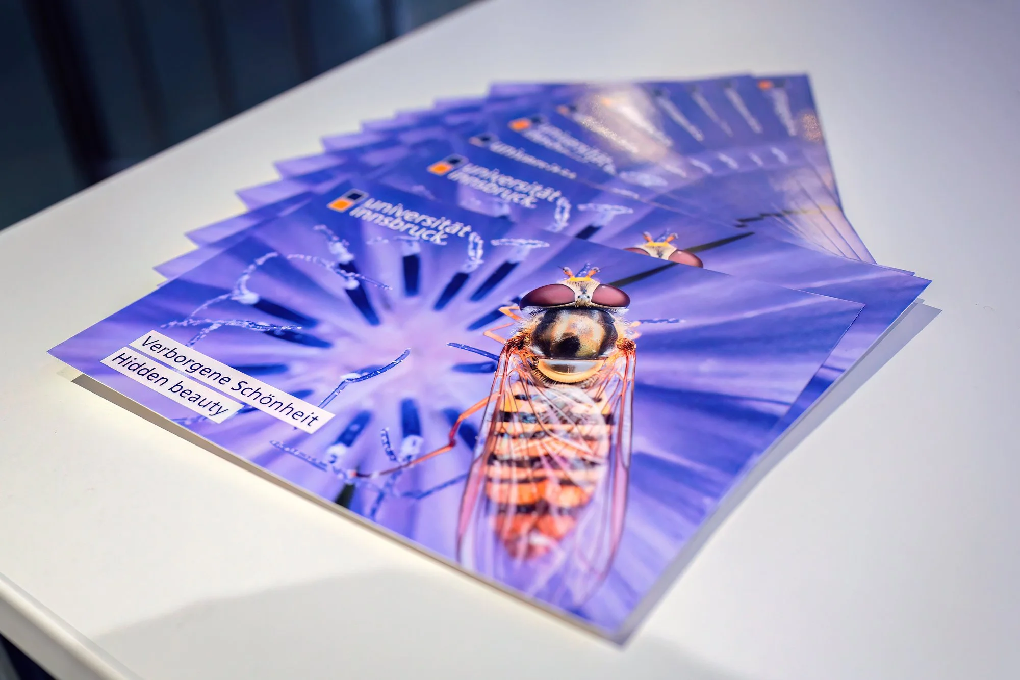 overlooking-lens-inff-2025-exhibition-table-limited-editions-photo-postcards.jpg