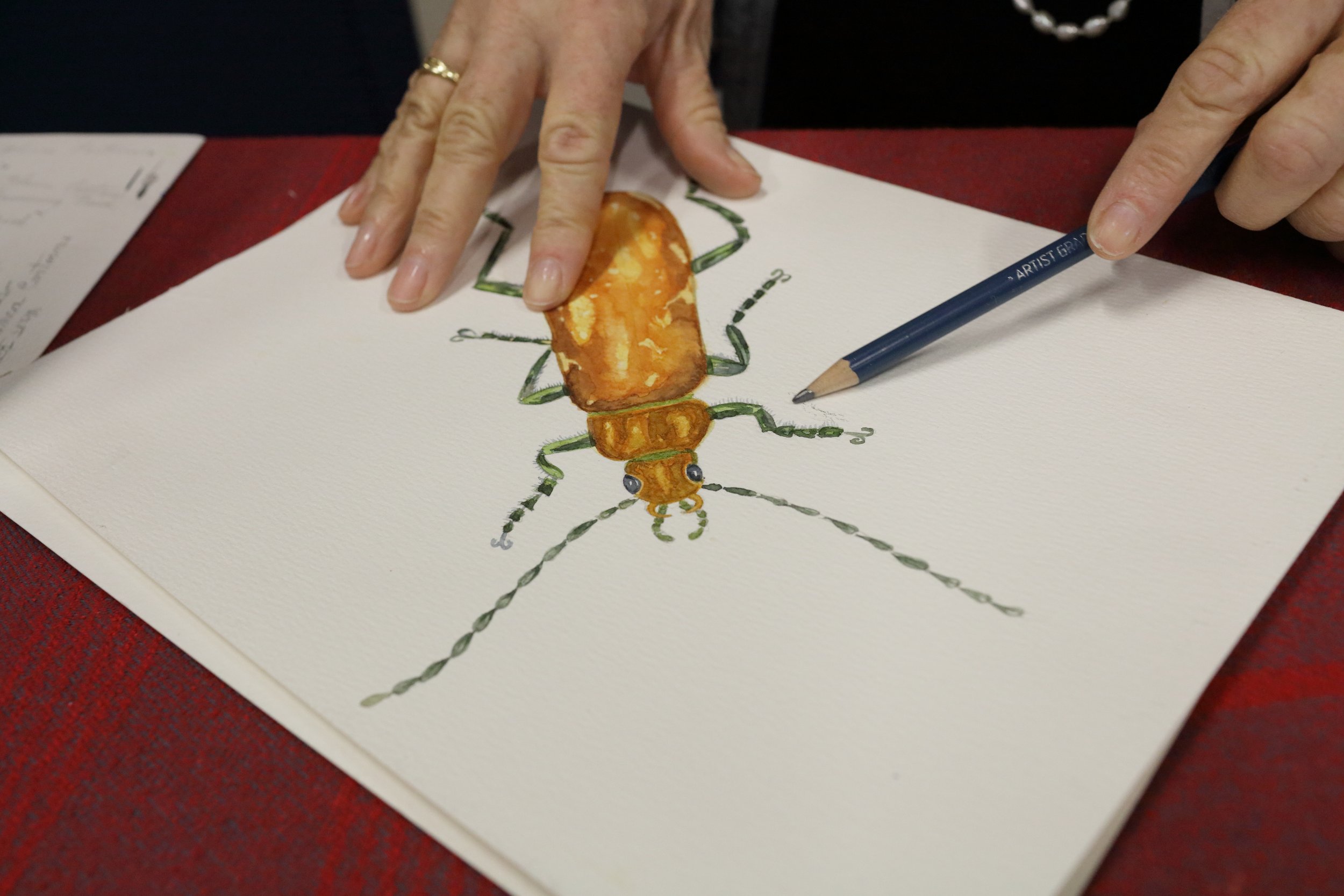 beetle-watercolor-painting-close-up-alpenzoo-exhibition.jpg