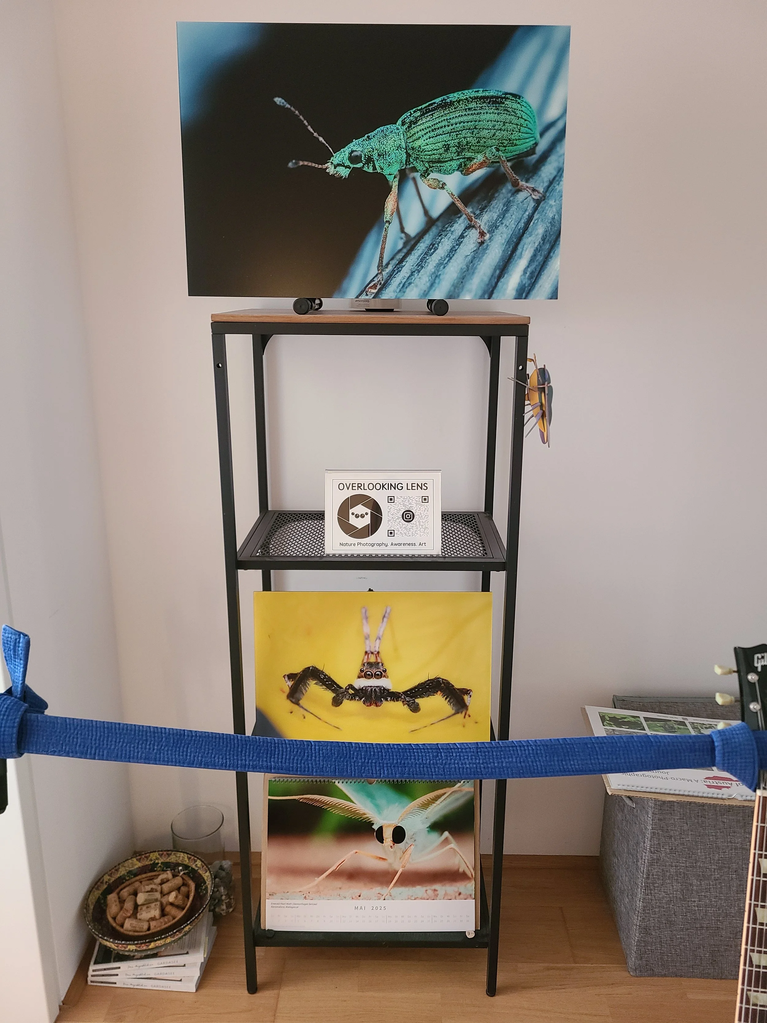 overlooking-lens-living-room-shelf-mockup-green-leaf-weevil-jumping-spider-prints.jpg