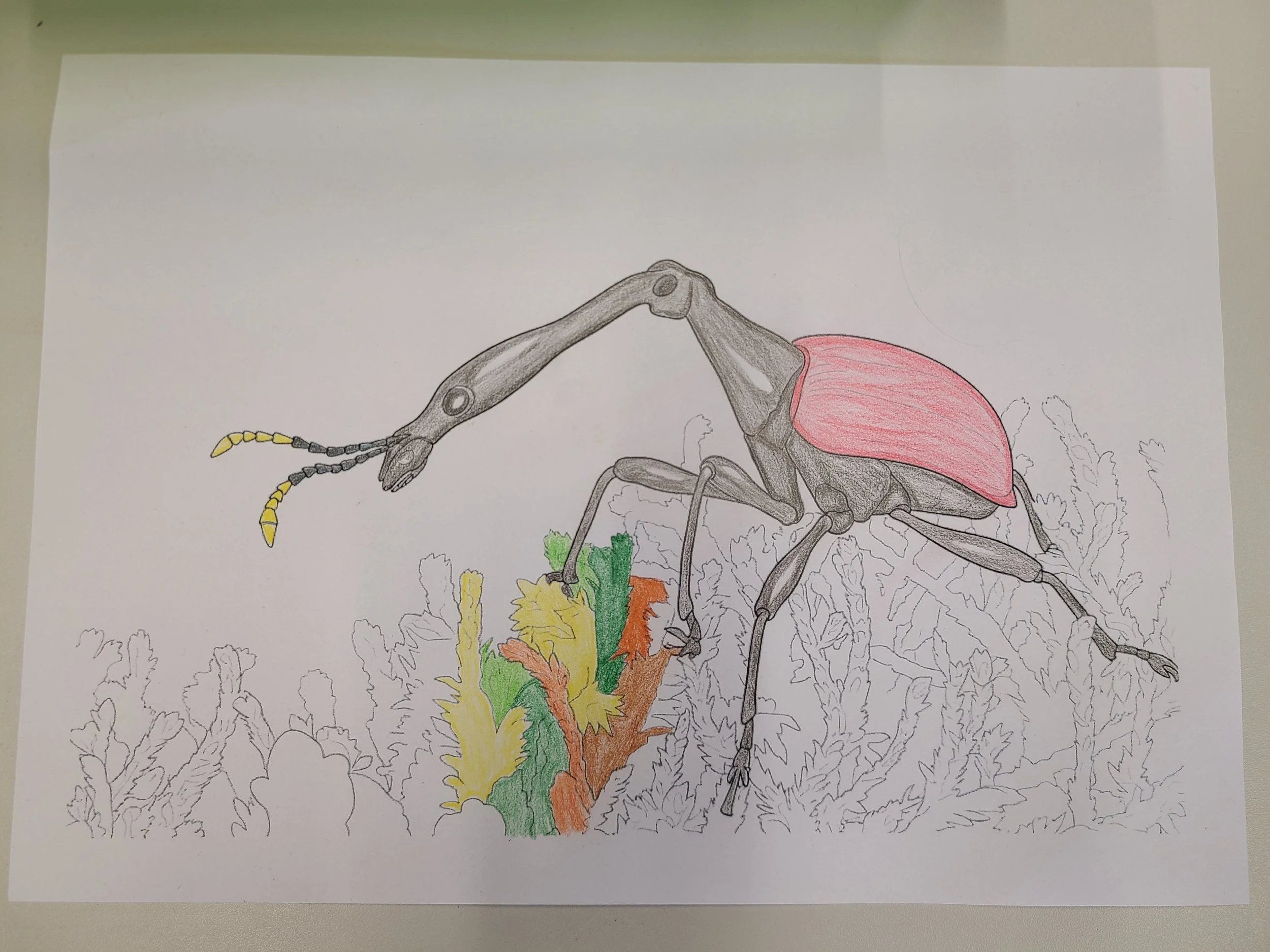overlooking-lens-alpenzoo-kids-coloring-closeup-giraffe-weevil-drawing.jpg