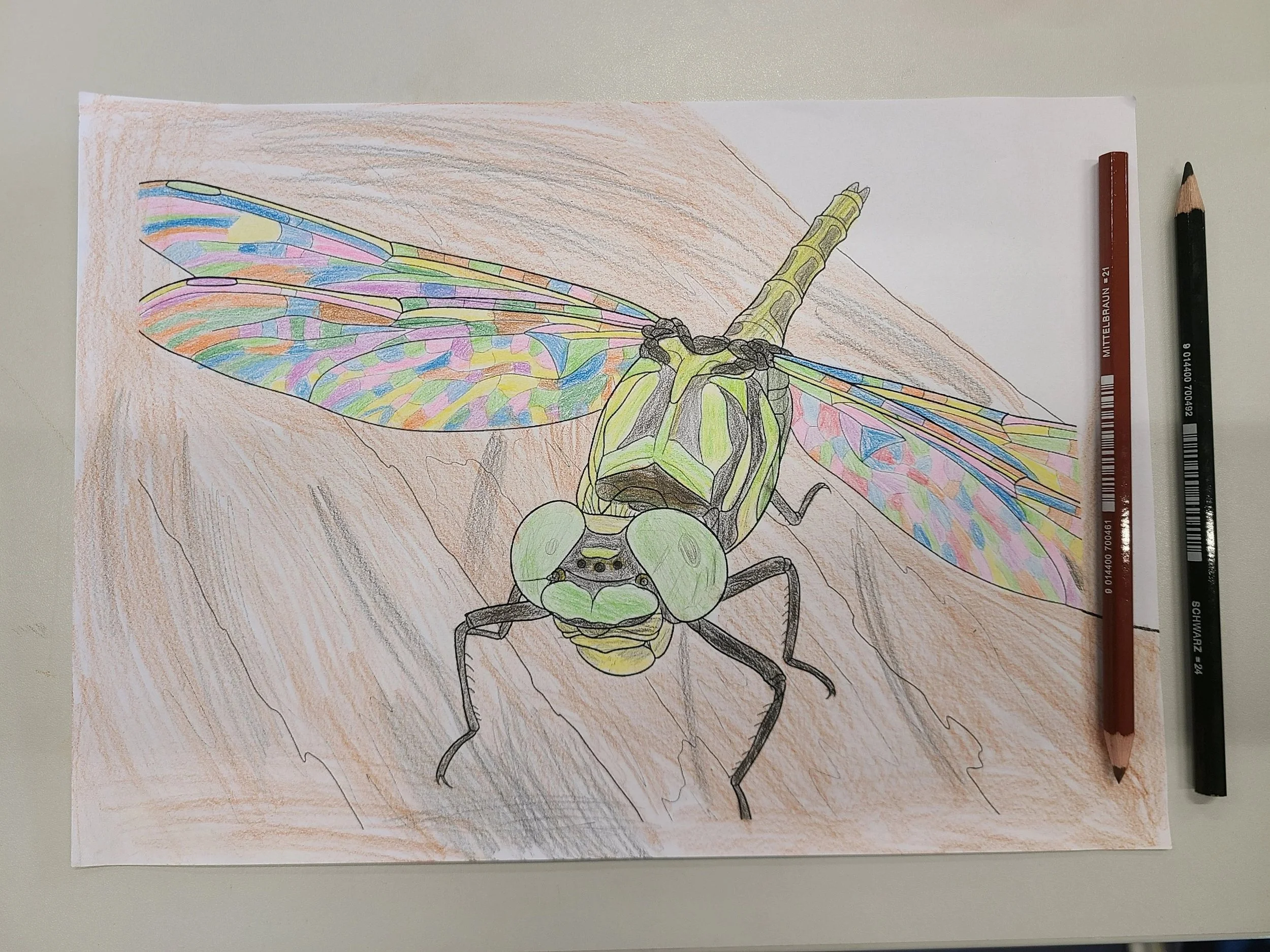 overlooking-lens-alpenzoo-kids-coloring-closeup-pincertail-drawing.jpg