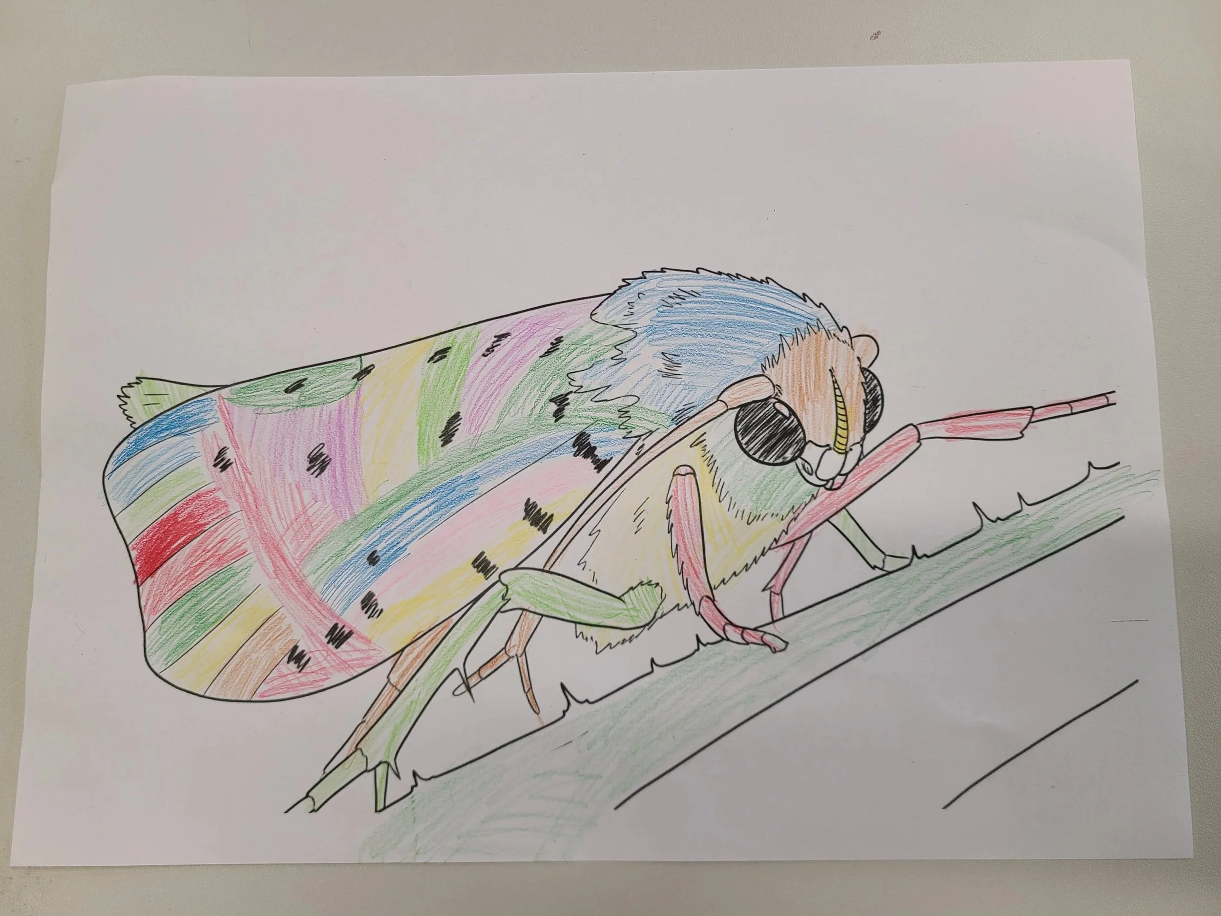 overlooking-lens-alpenzoo-kids-coloring-closeup-ermine-moth-drawing.jpg