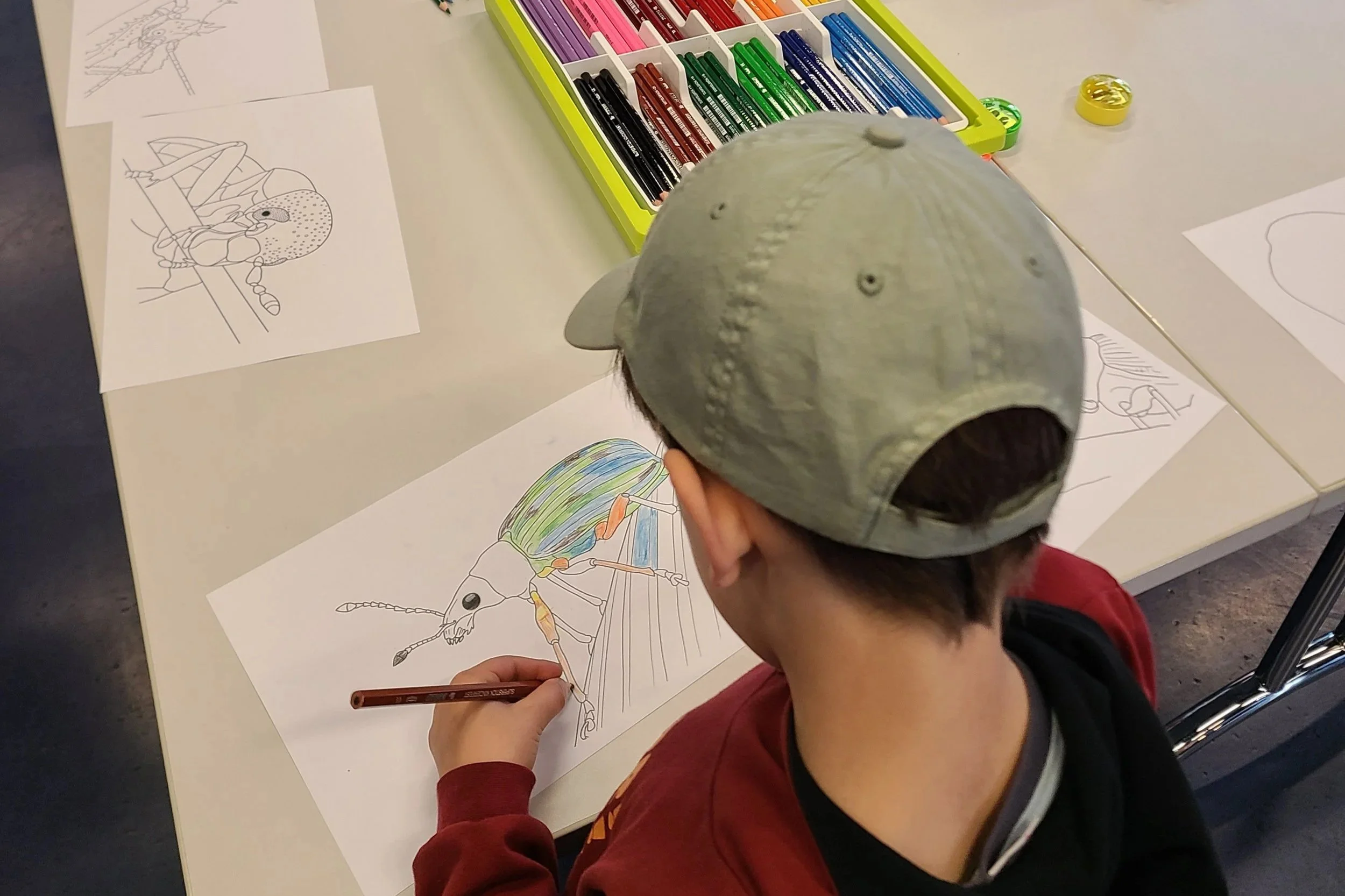 overlooking-lens-alpenzoo-kids-activity-child-coloring-green-leaf-weevil.jpg