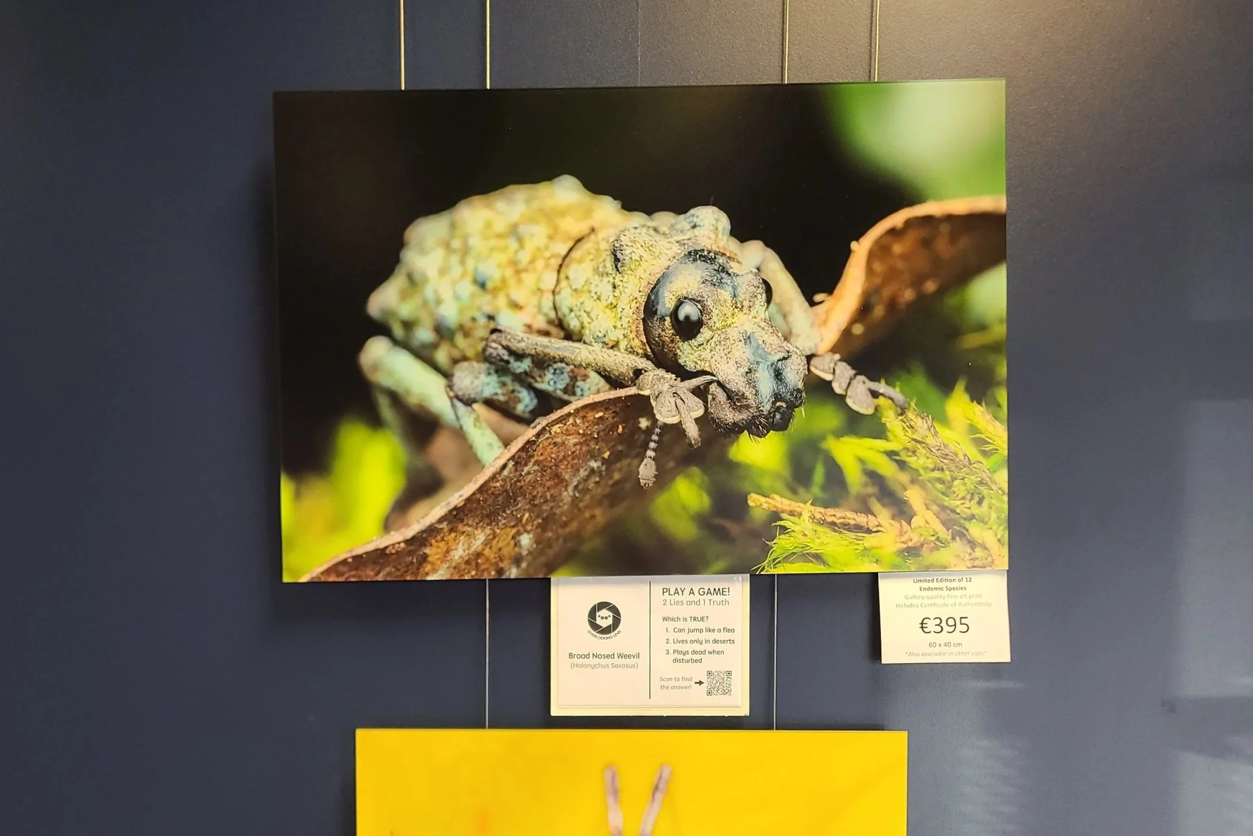 fine-art-print-broad-nosed-weevil-madagascar-60x40-overlooking-lens.jpg