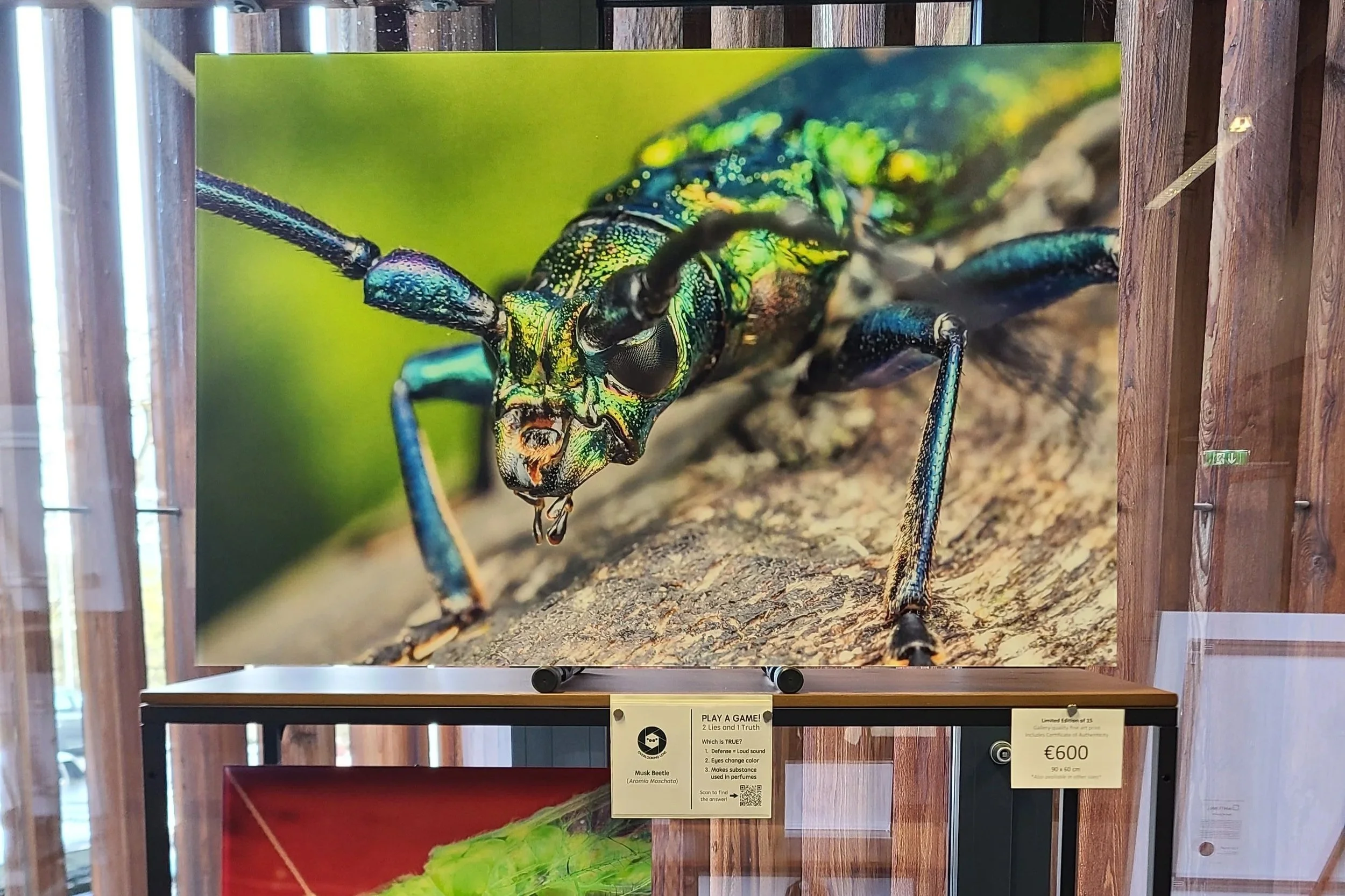 fine-art-print-musk-beetle-austria-90x60-overlooking-lens.jpg