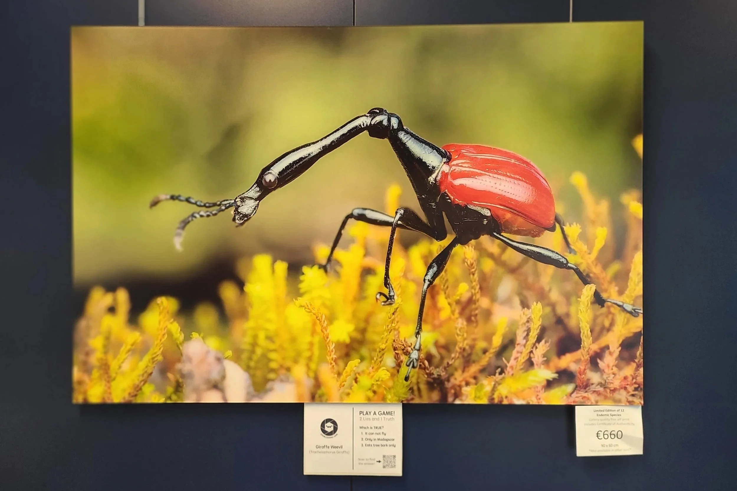 fine-art-print-giraffe-weevil-madagascar-90x60-overlooking-lens.jpg