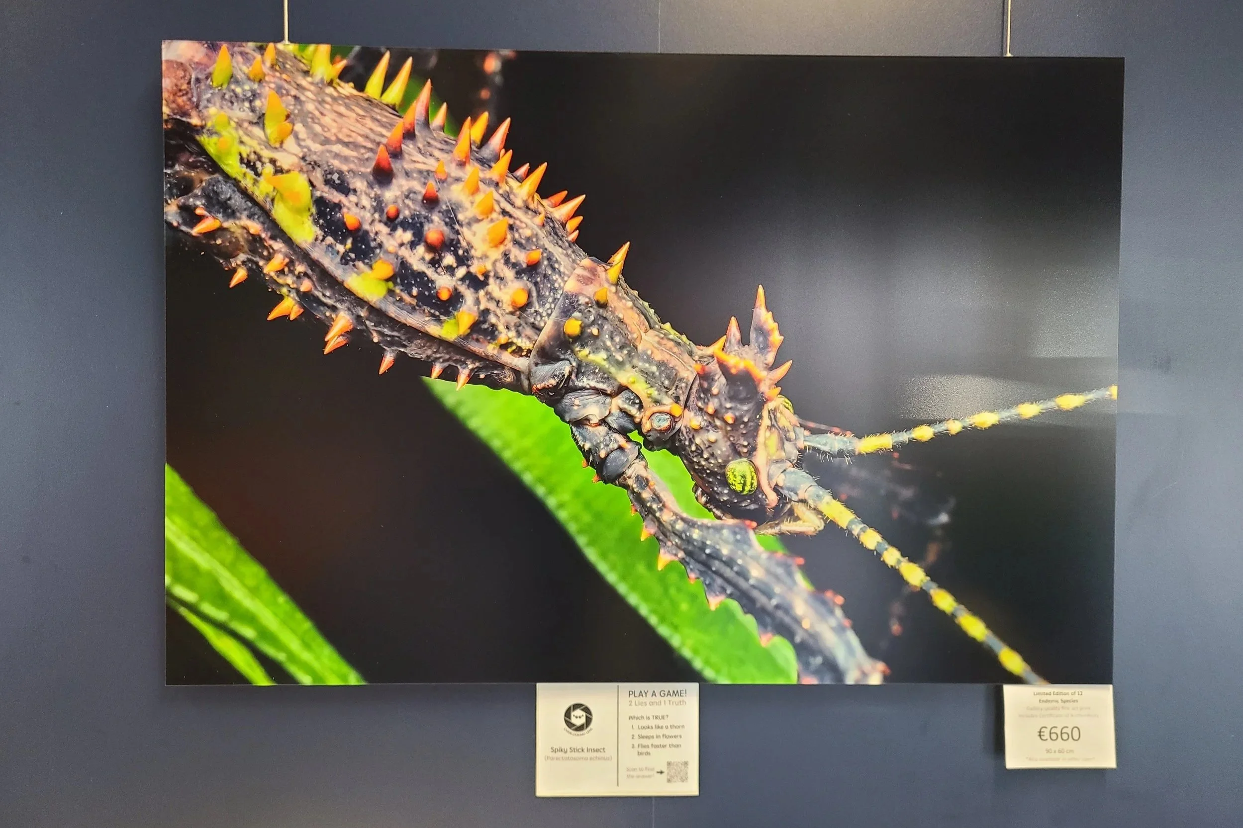 fine-art-print-spiny-stick-insect-madagascar-90x60-overlooking-lens.jpg