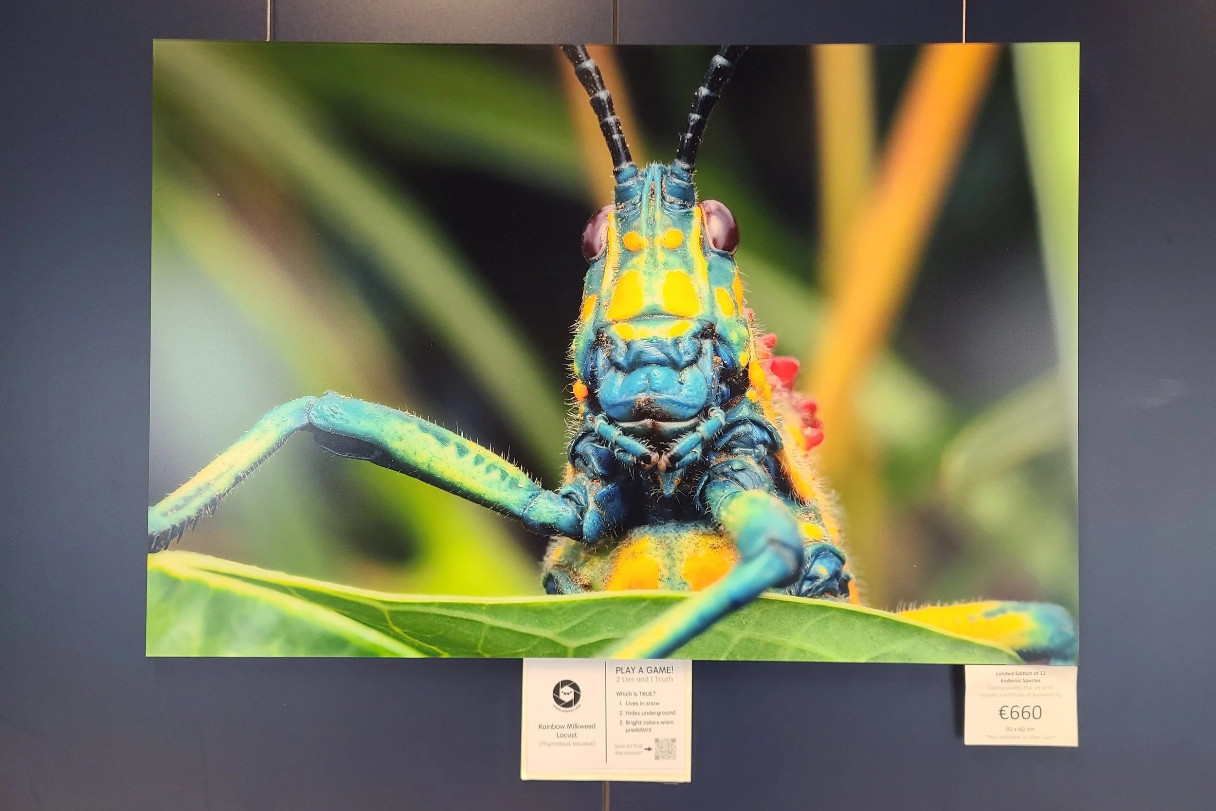 fine-art-print-rainbow-locust-madagascar-90x60-overlooking-lens.jpg