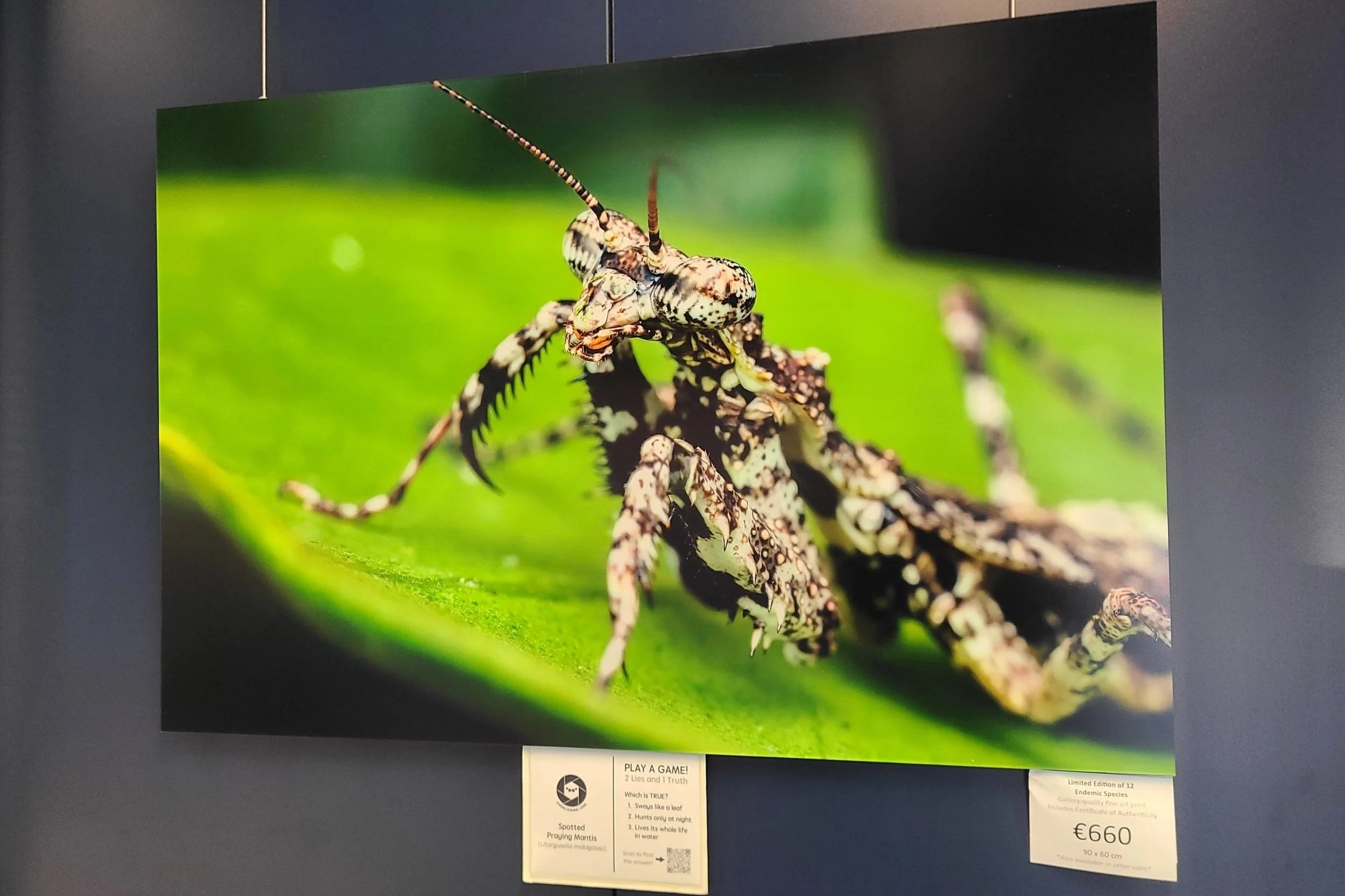 fine-art-print-spotted-praying-mantis-madagascar-90x60-overlooking-lens.jpg