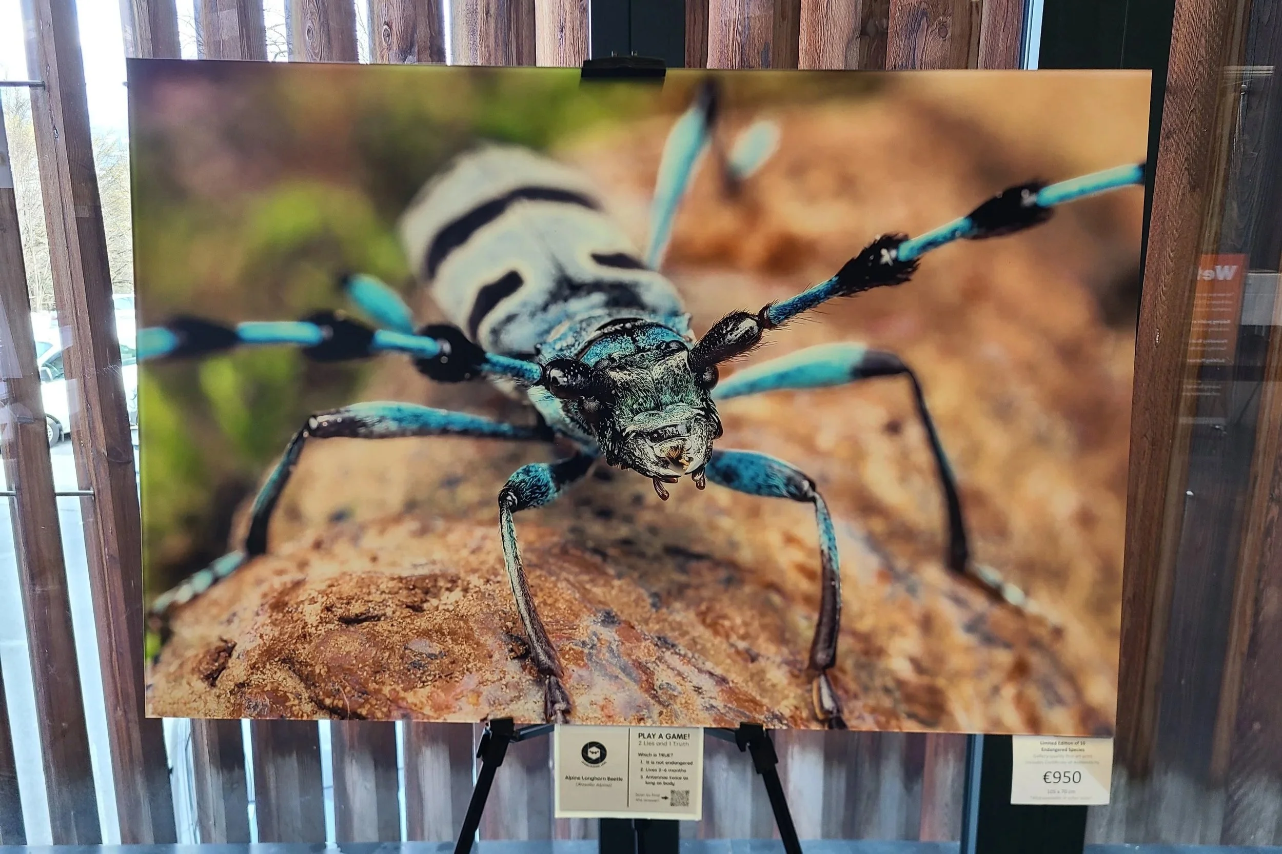 fine-art-print-rosalia-alpina-endangered-austria-105x70-overlooking-lens.jpg
