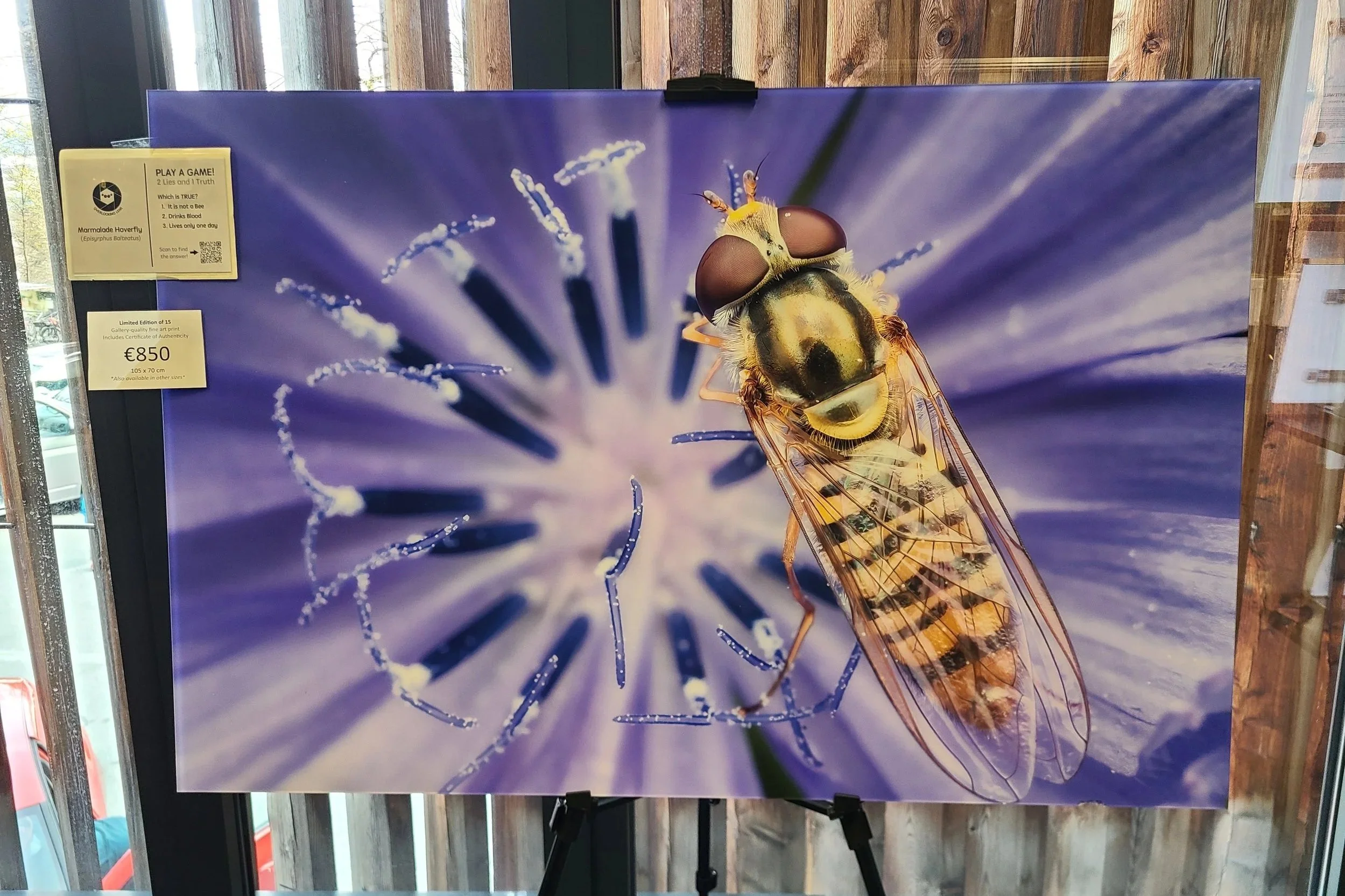 fine-art-print-marmalade-hoverfly-austria-105x70-overlooking-lens.jpg