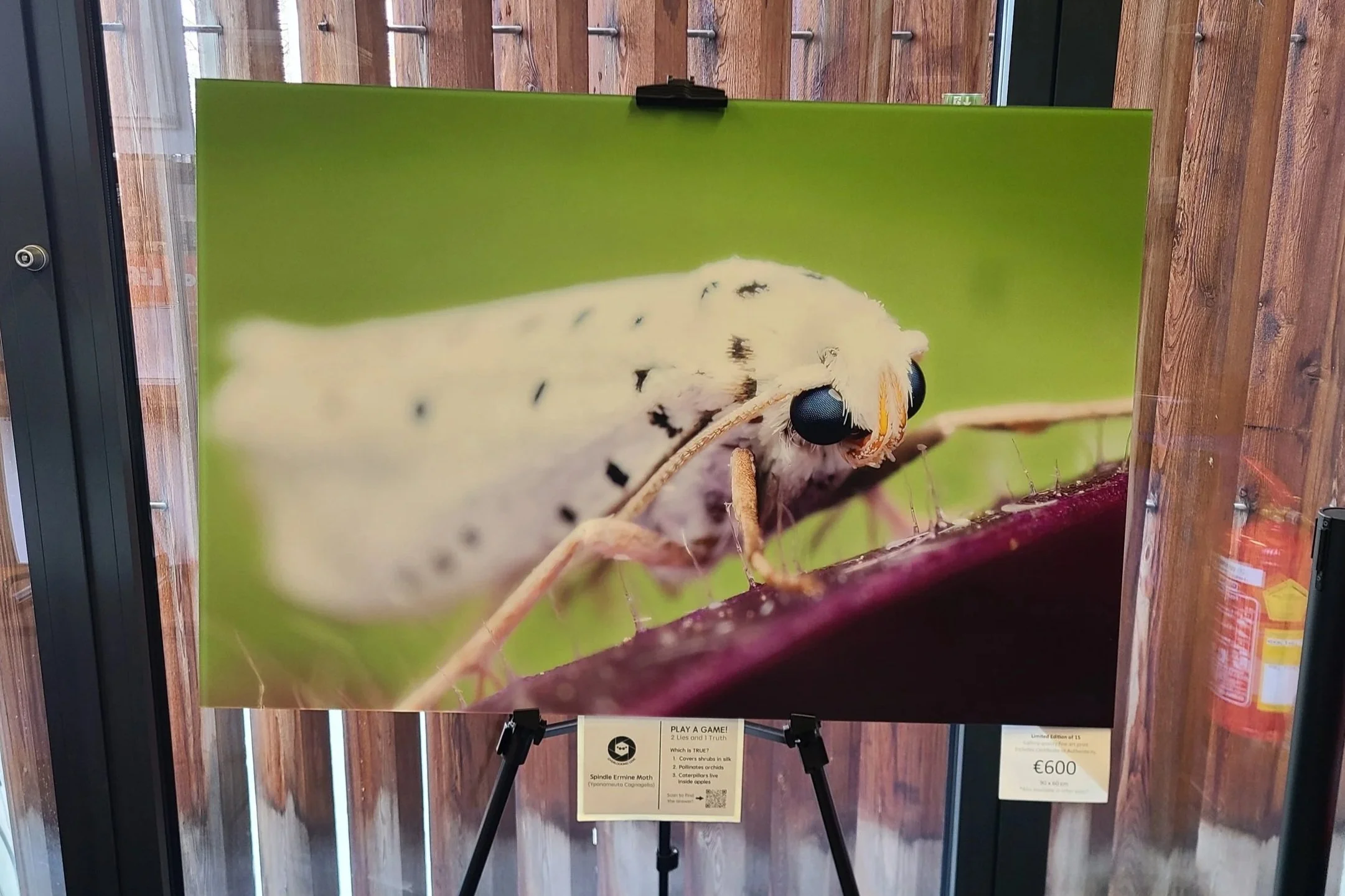 fine-art-print-ermine-moth-austria-90x60-overlooking-lens.jpg