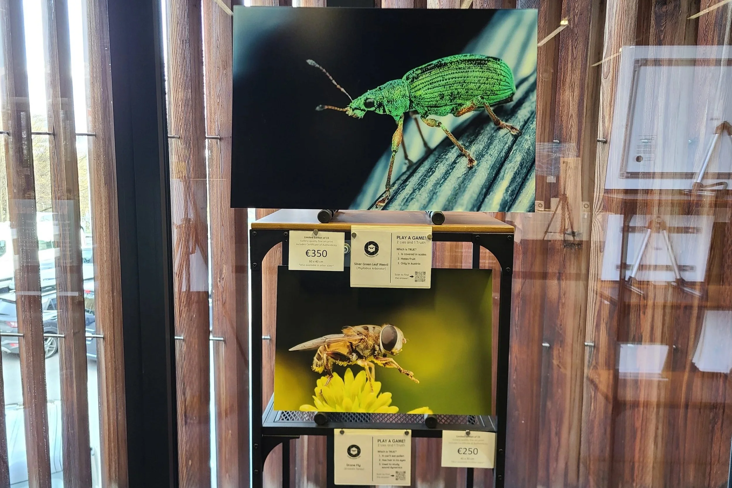 fine-art-prints-green-leaf-weevil-60x40-hoverfly-45x30-austria-alpenzoo.jpg