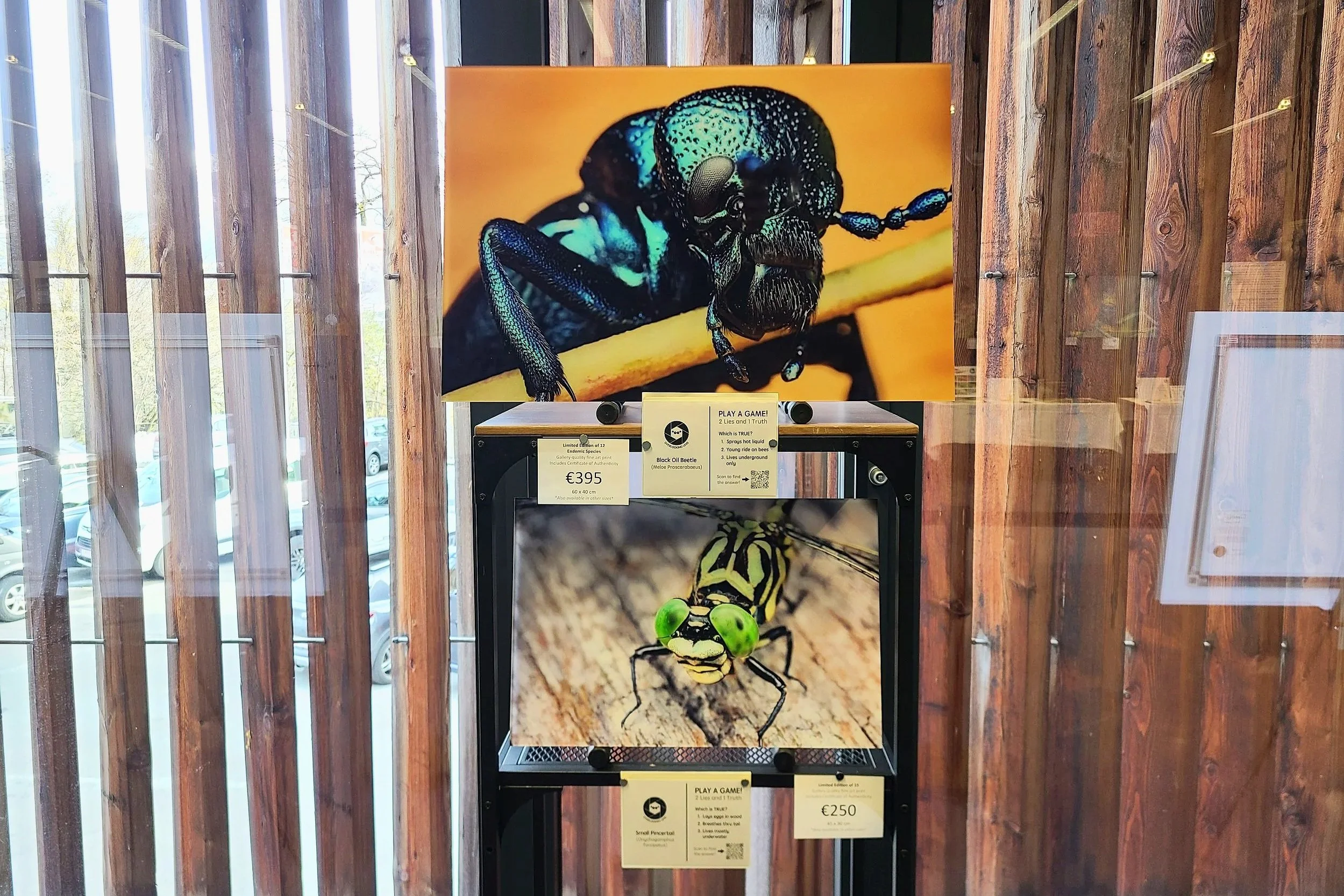 fine-art-prints-black-oil-beetle-endangered-60x40-pincertail-45x30-austria-alpenzoo.jpg