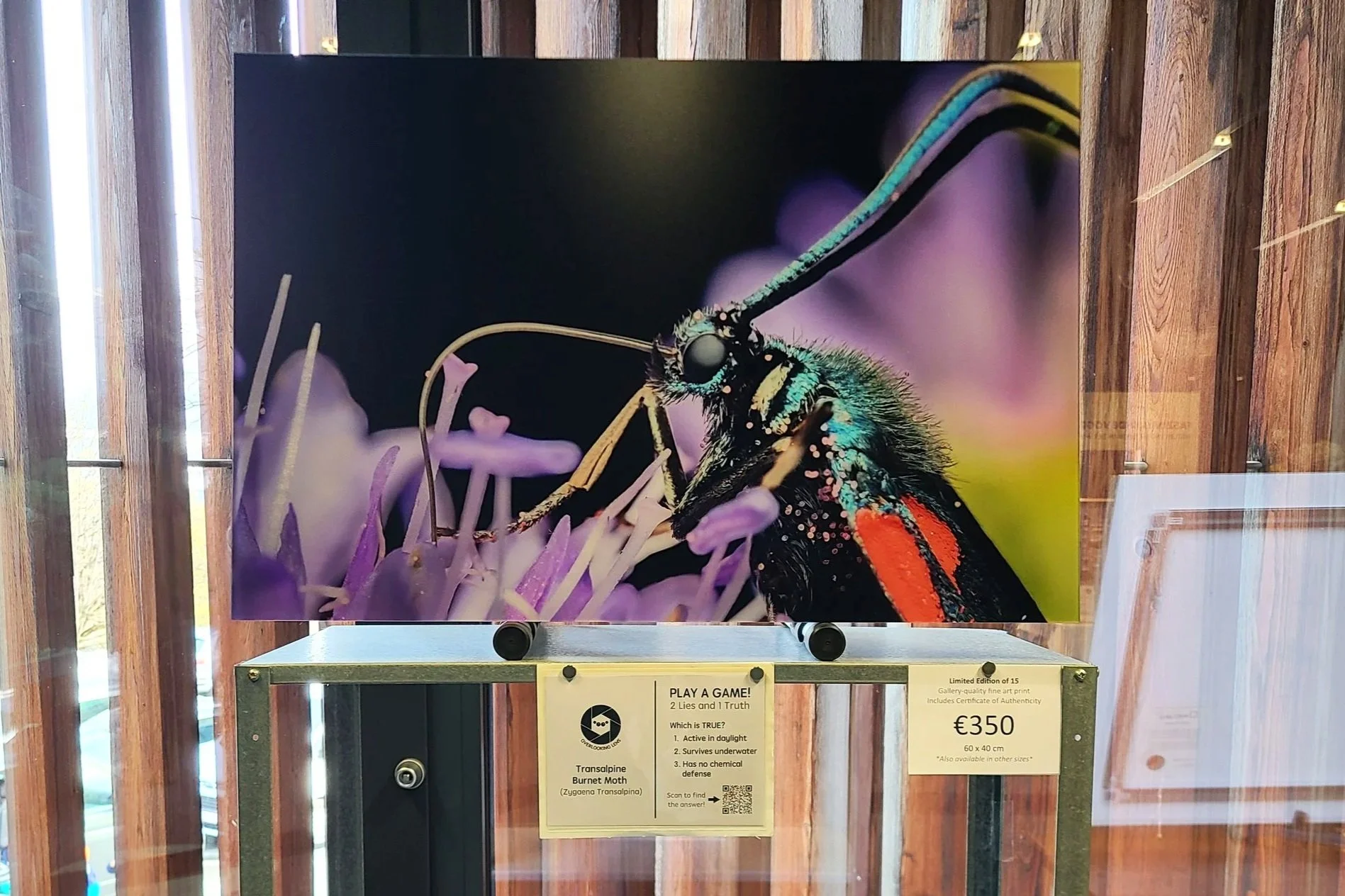 fine-art-print-burnet-moth-austria-60x40-overlooking-lens.jpg
