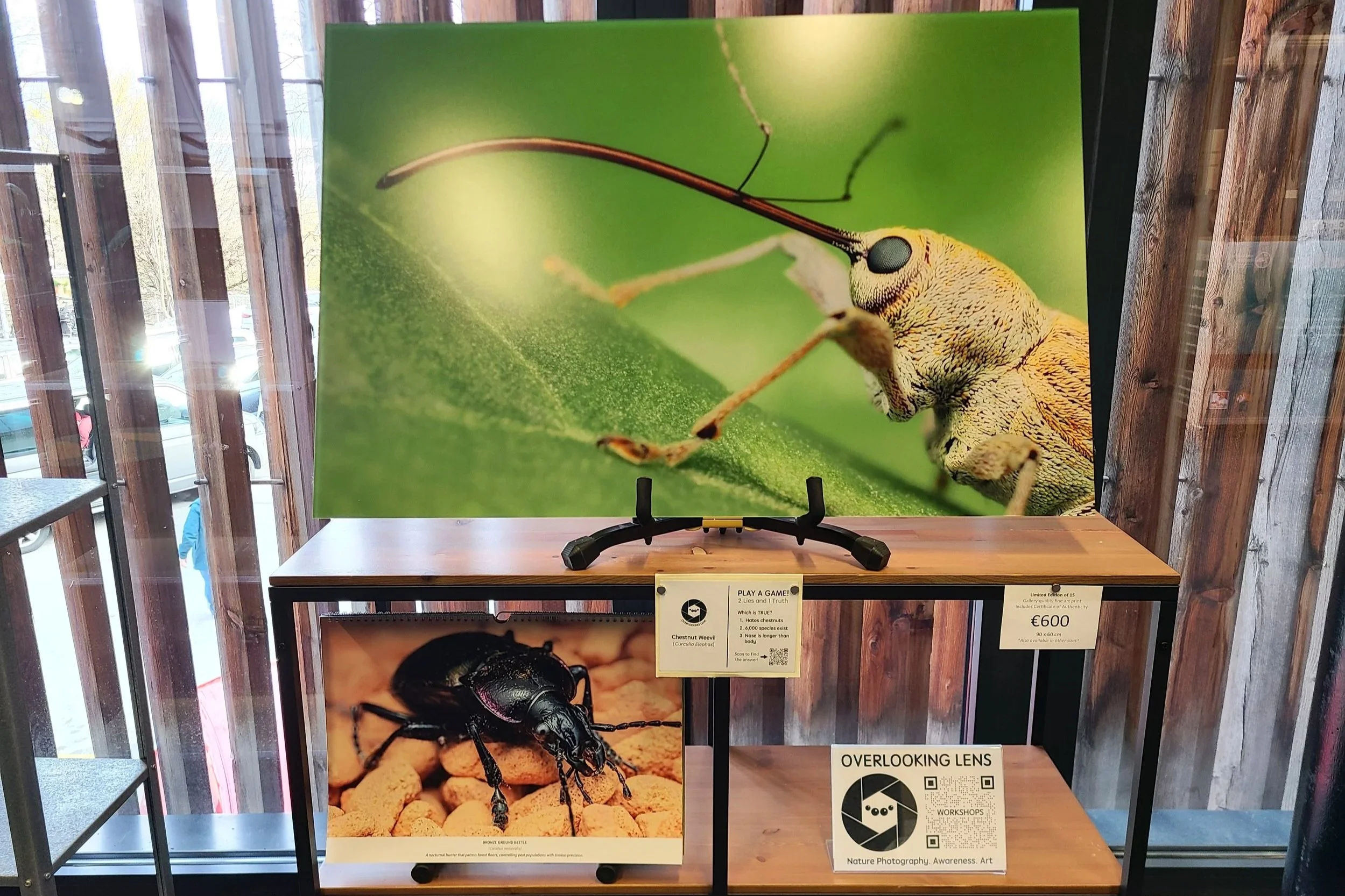 fine-art-print-chestnut-weevil-italy-90x60-overlooking-lens.jpg