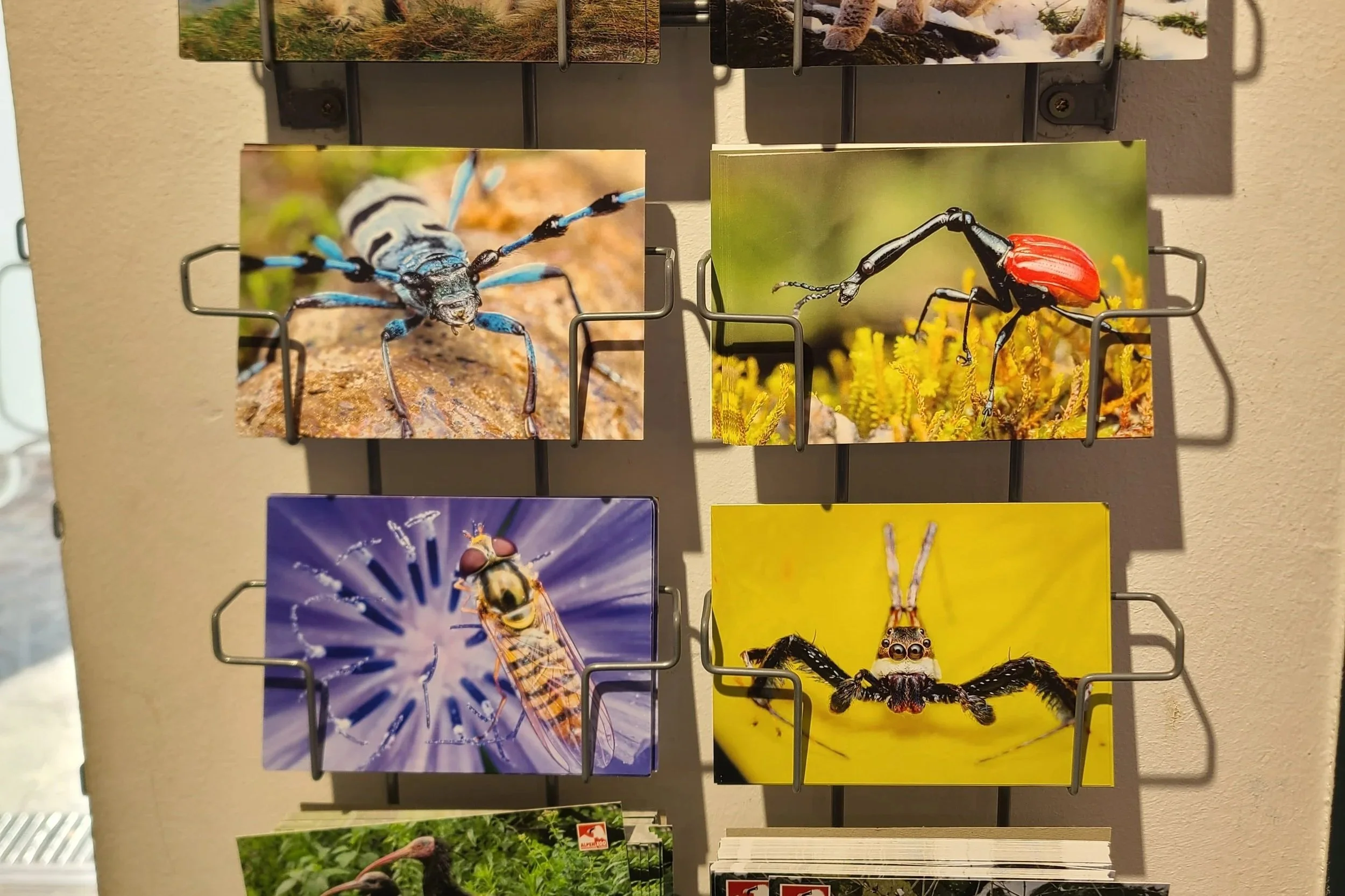 alpenzoo-shop-postcard-rack-overlooking-lens-insect-postcards-exclusive.jpg