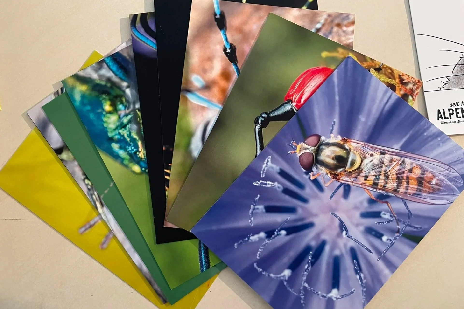 alpenzoo-shop-sale-customer-purchased-postcards-hidden-wonders-set.jpg