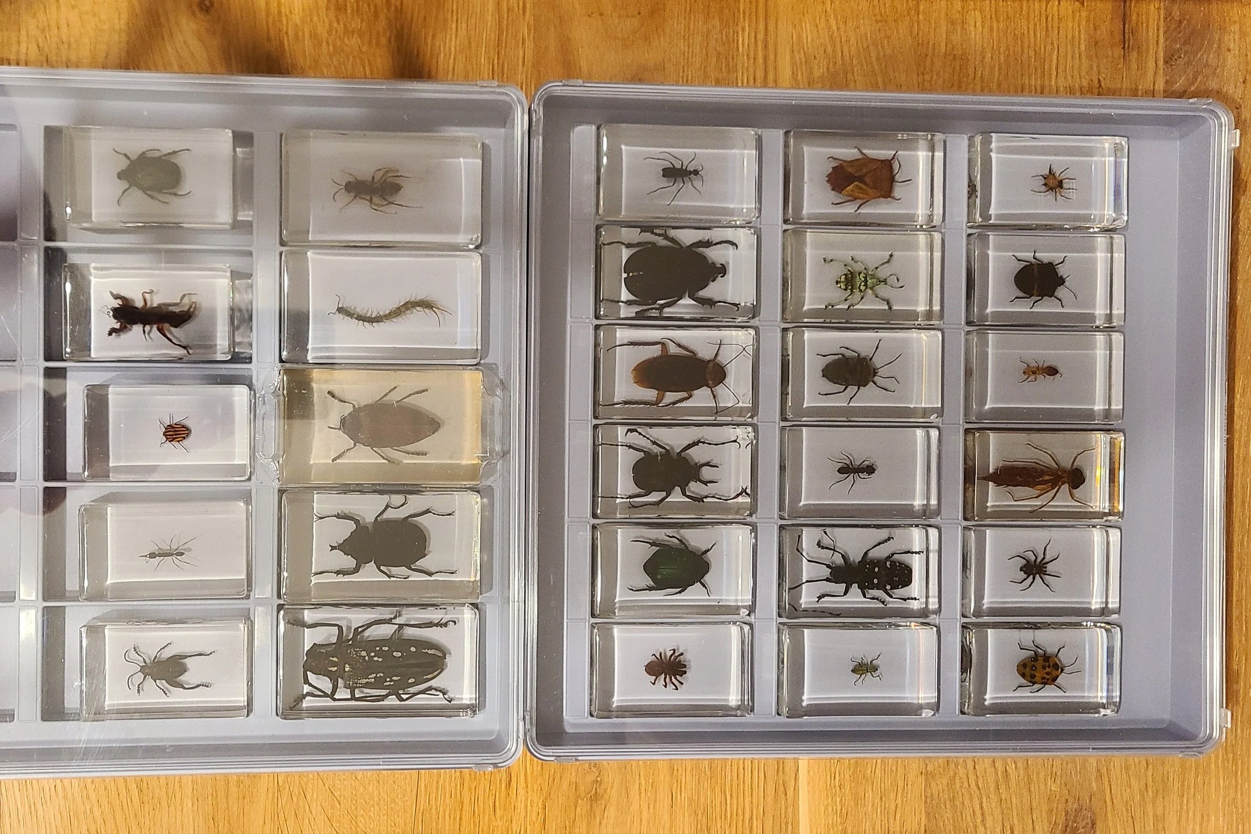 overlooking-lens-workshop-a-insects-in-resin-samples-closeup-identification.jpg