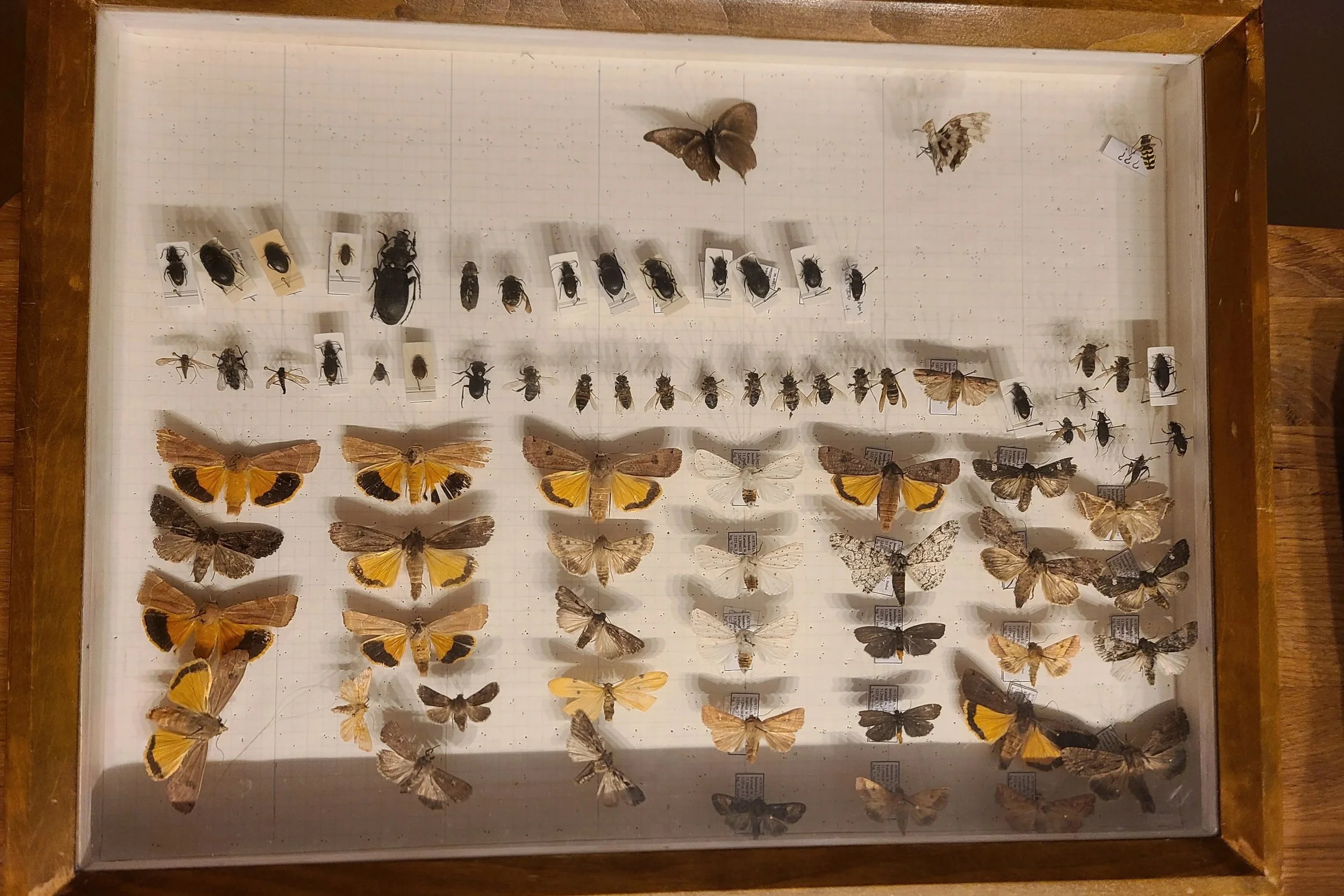 workshop-b-closeup-preserved-insect-specimens-photography-practice.jpg