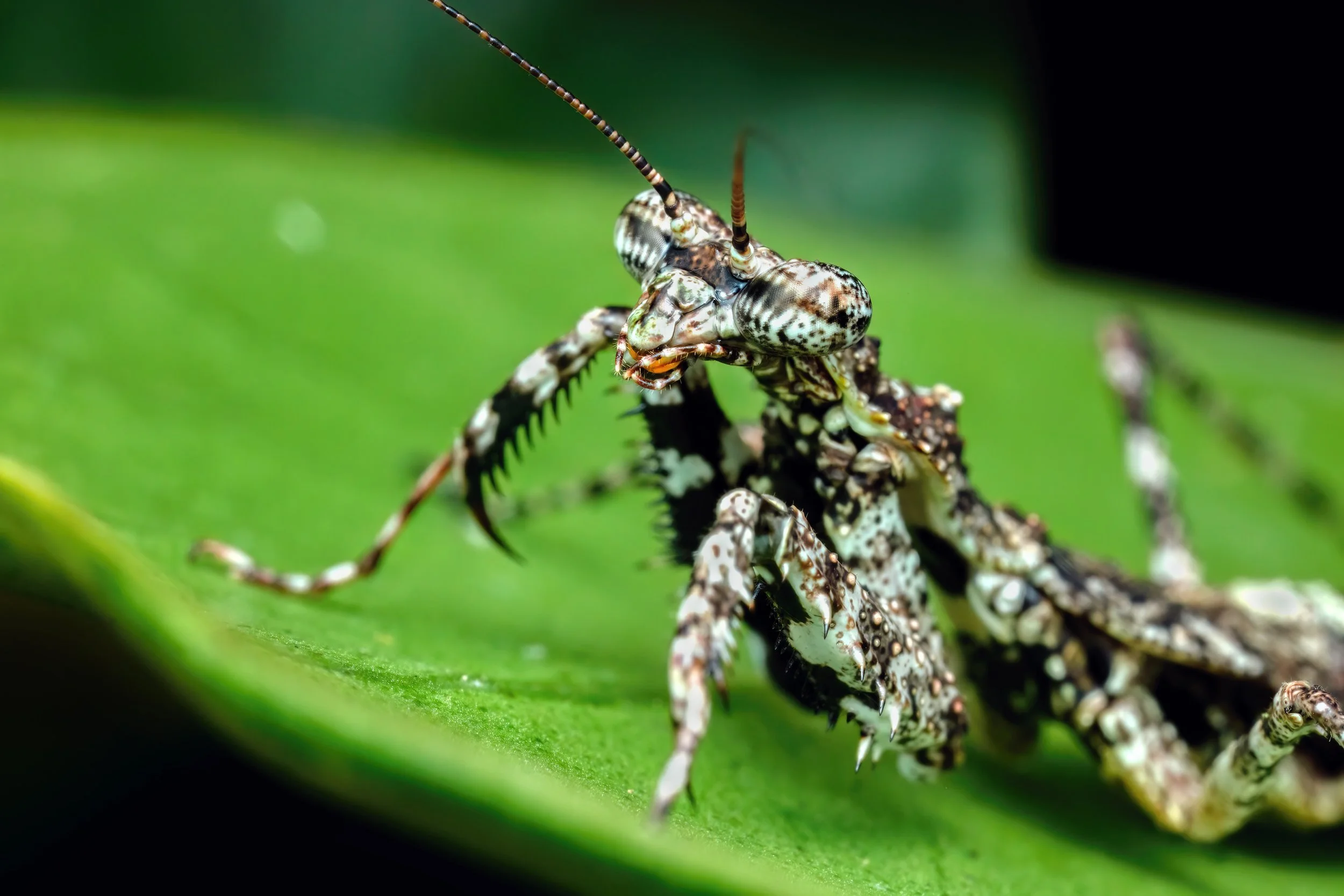 599A6301-1-(2880x1920-Q87).jpg