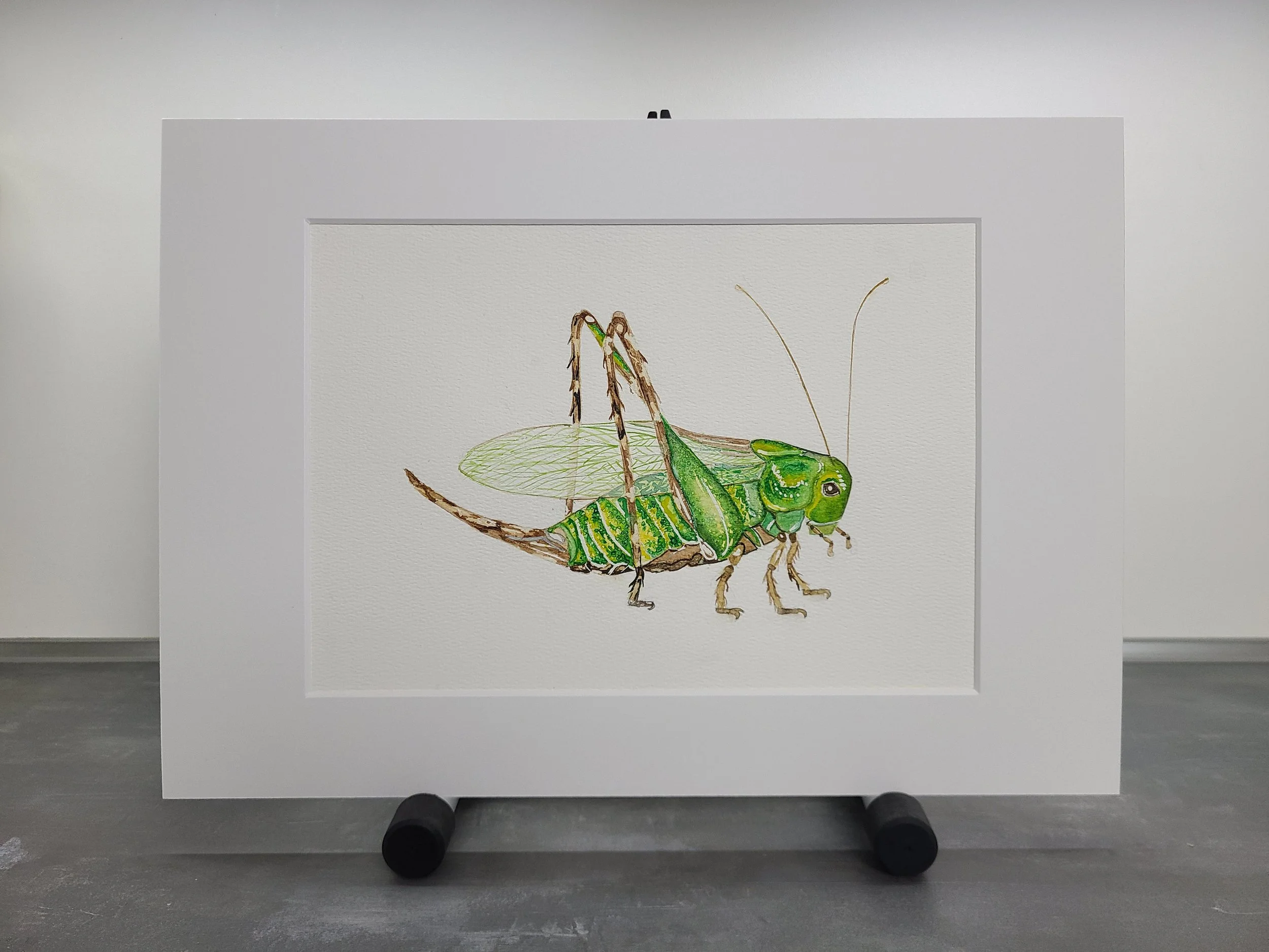 Watercolor - Green Cricket 2.jpg
